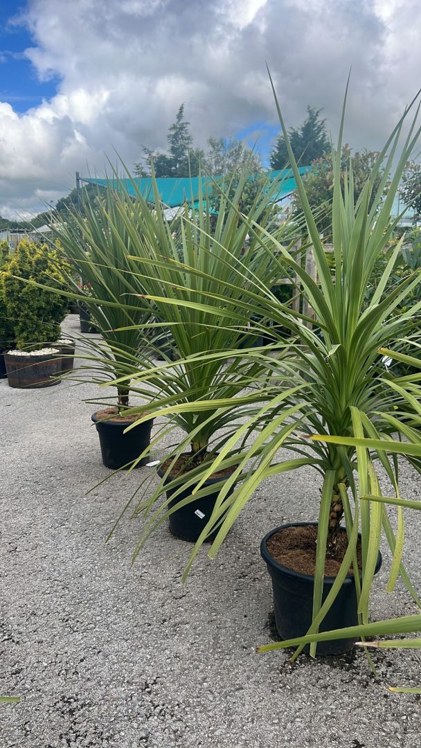 Palms, Bamboos and Ferns