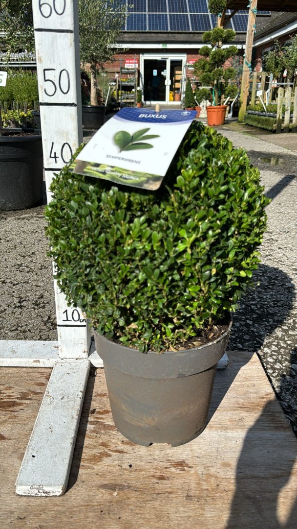 Topiary