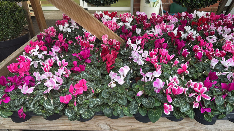 Bedding and Seasonal