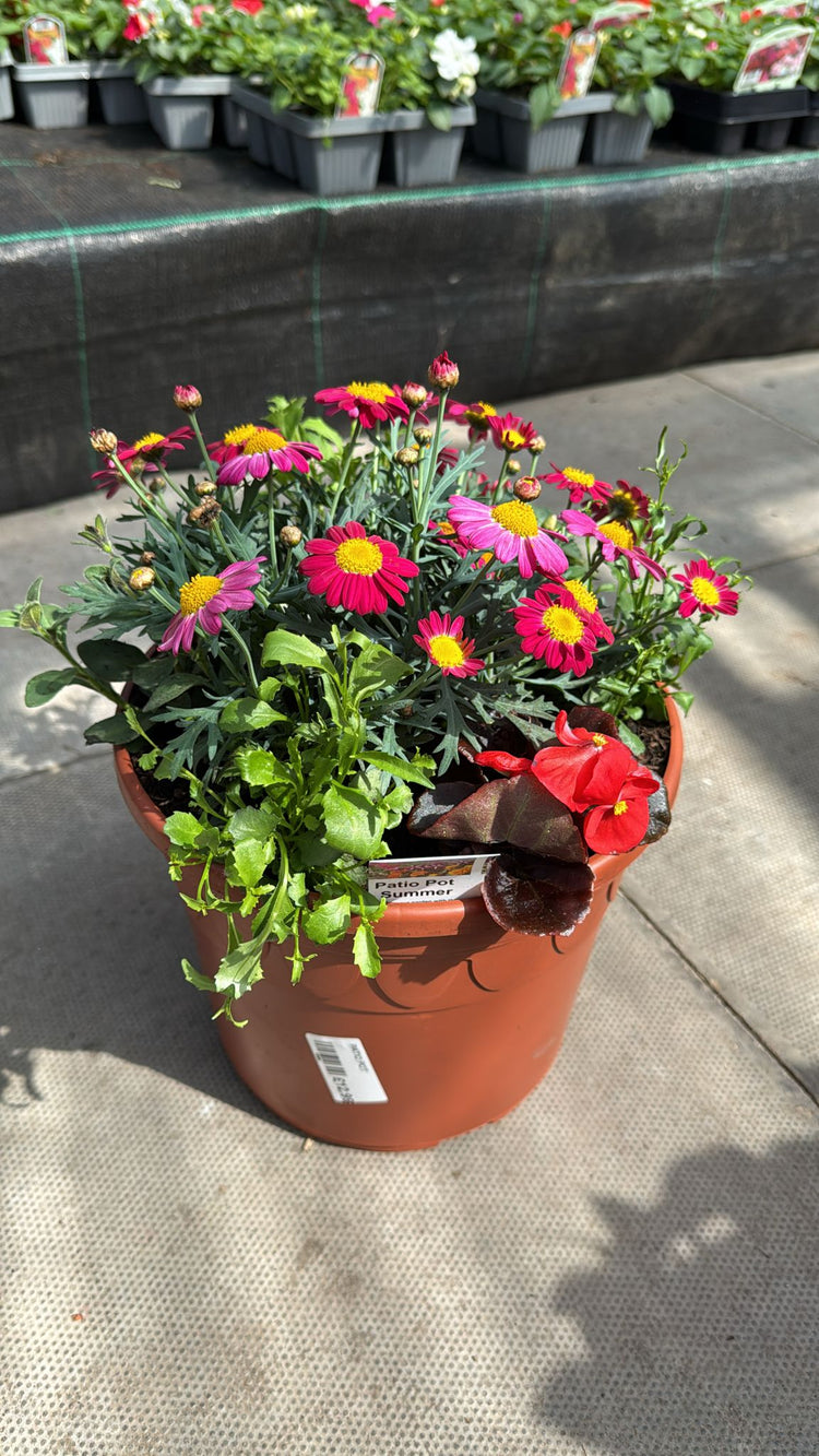BEDDING AND SEASONAL