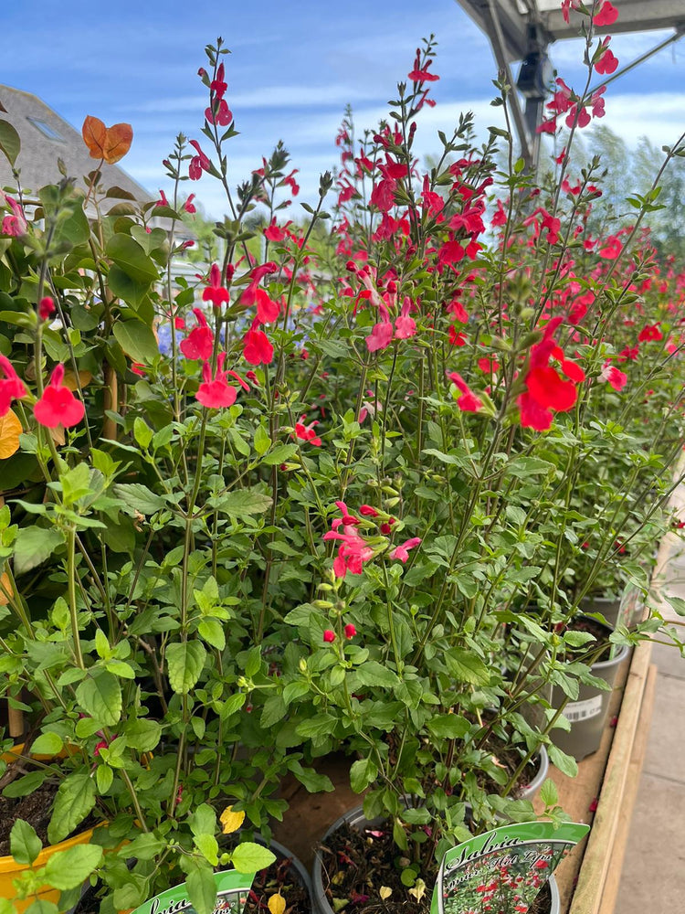 ALPINES AND PERENNIALS