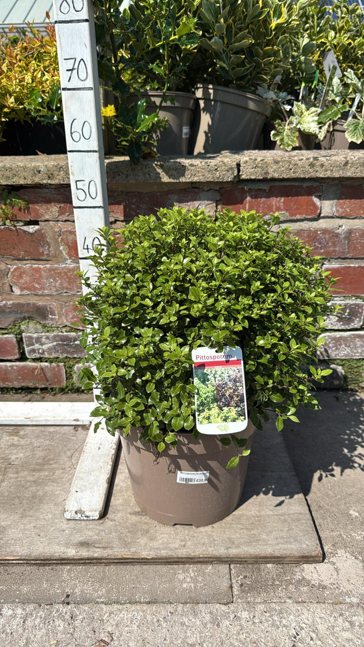 SHRUBS AND CONIFERS
