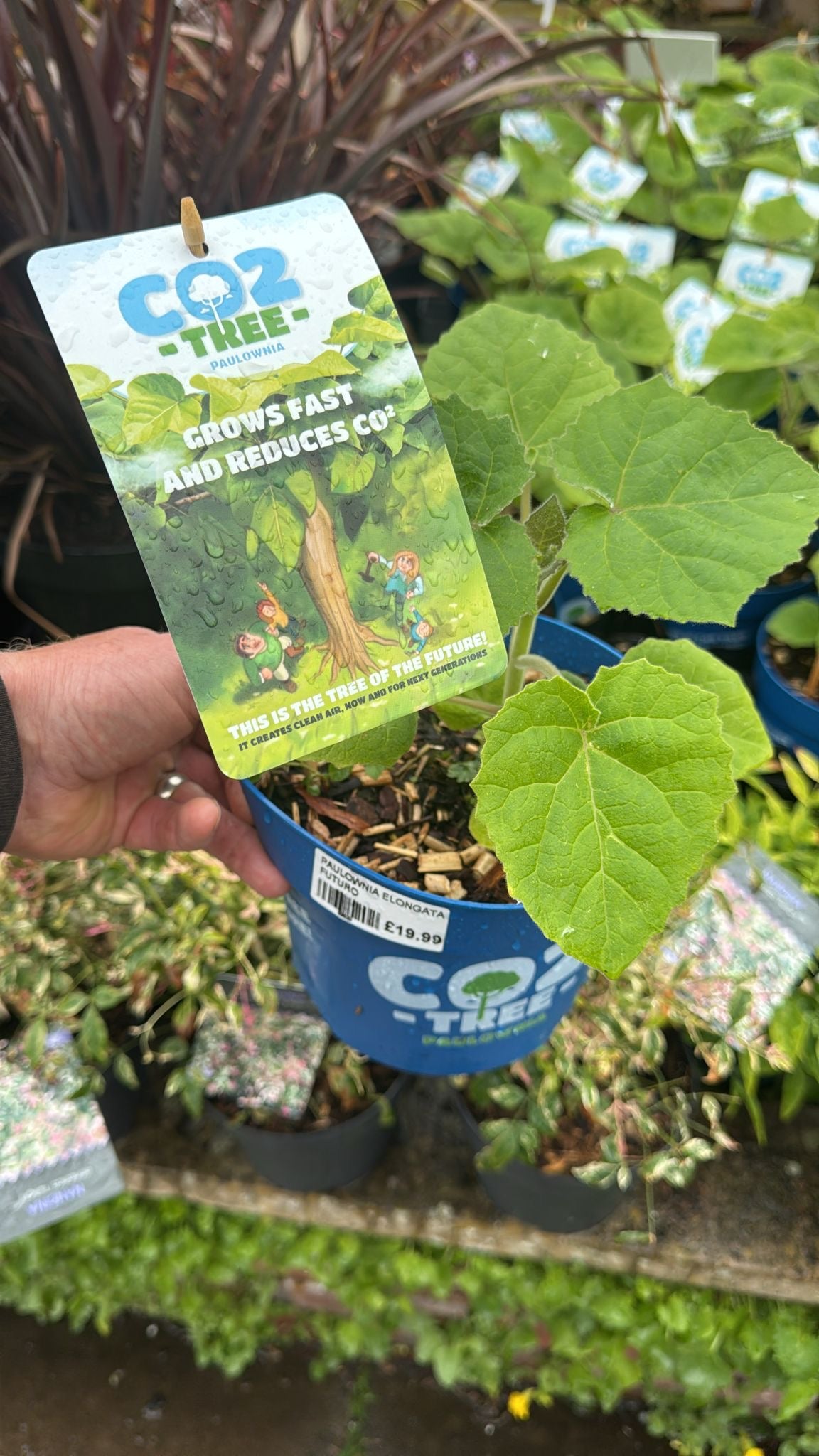 Paulownia Elongata Futuro 2L