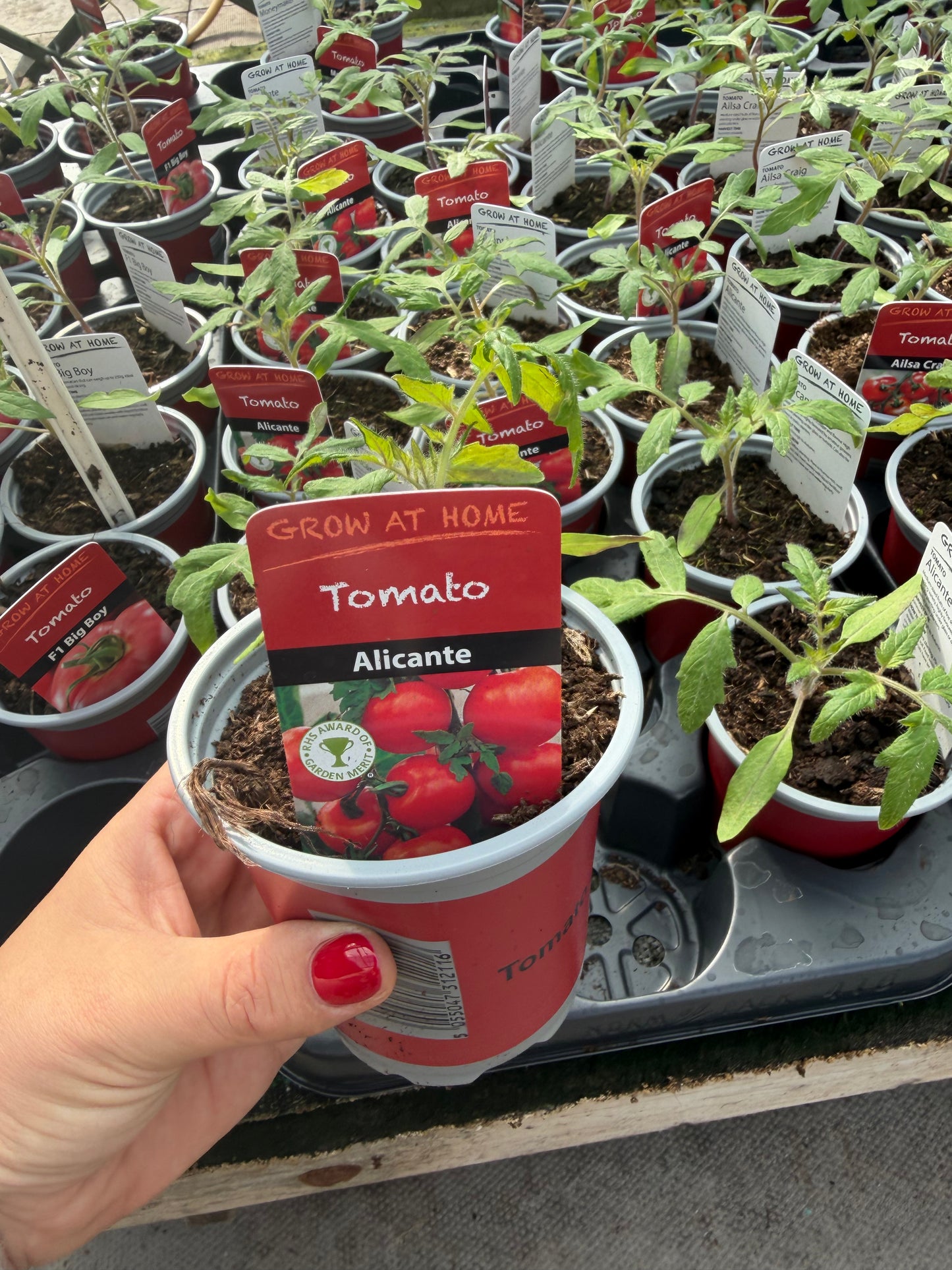 Tomato Alicante