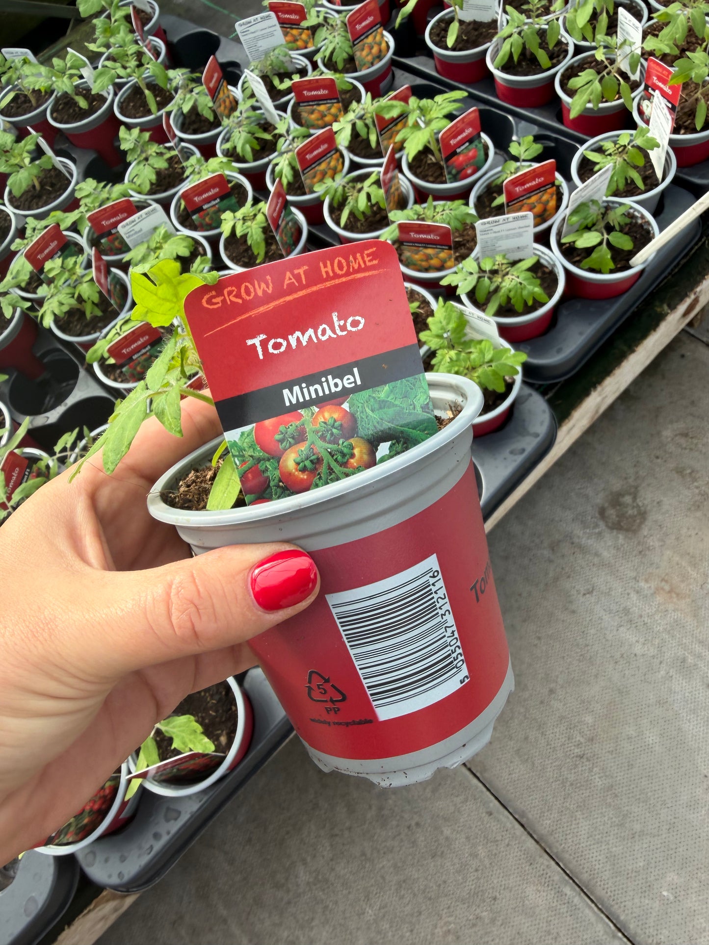 Tomato Minibel