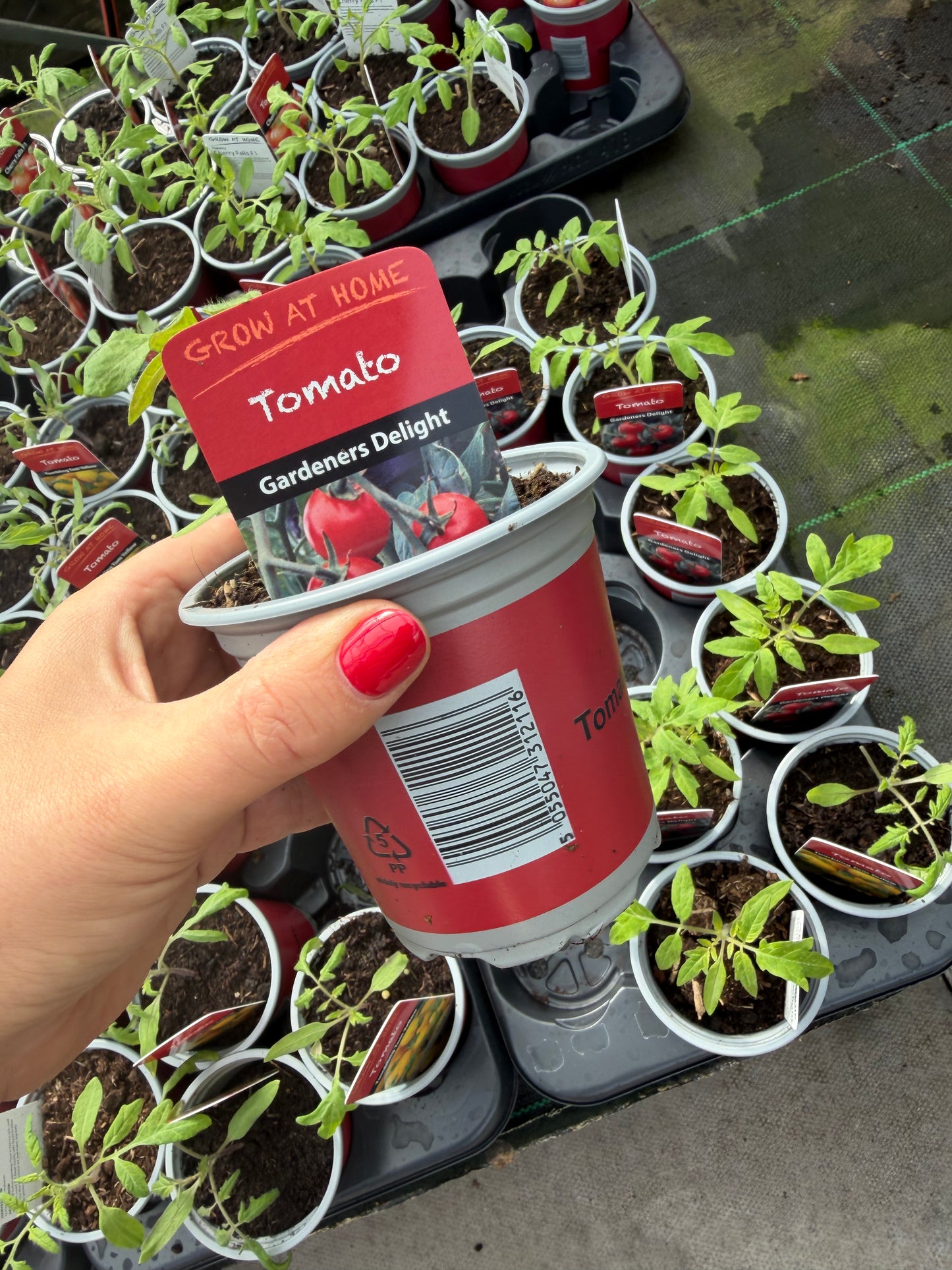 Tomato Gardeners Delight