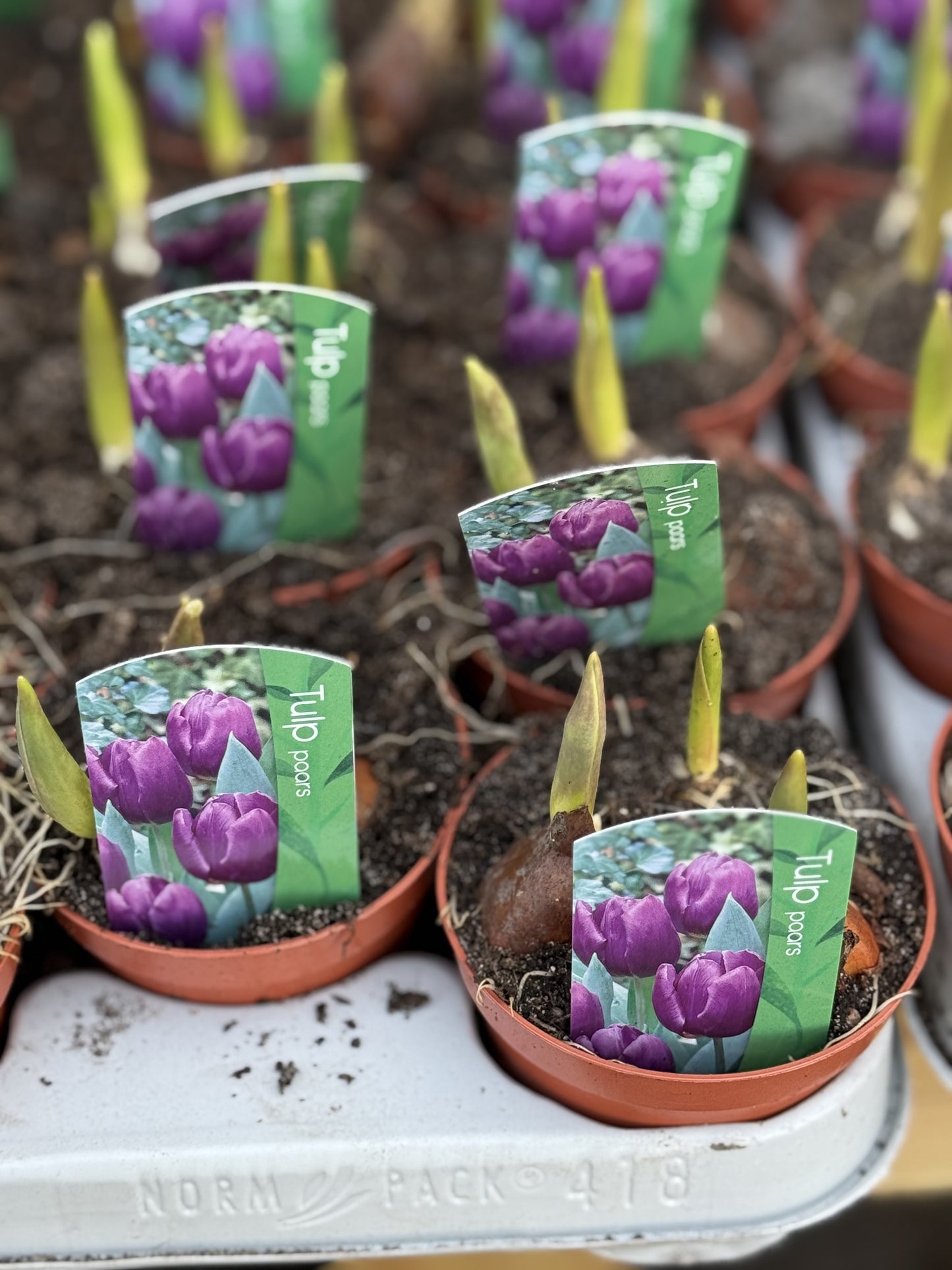 Tulip Bulbs Purple