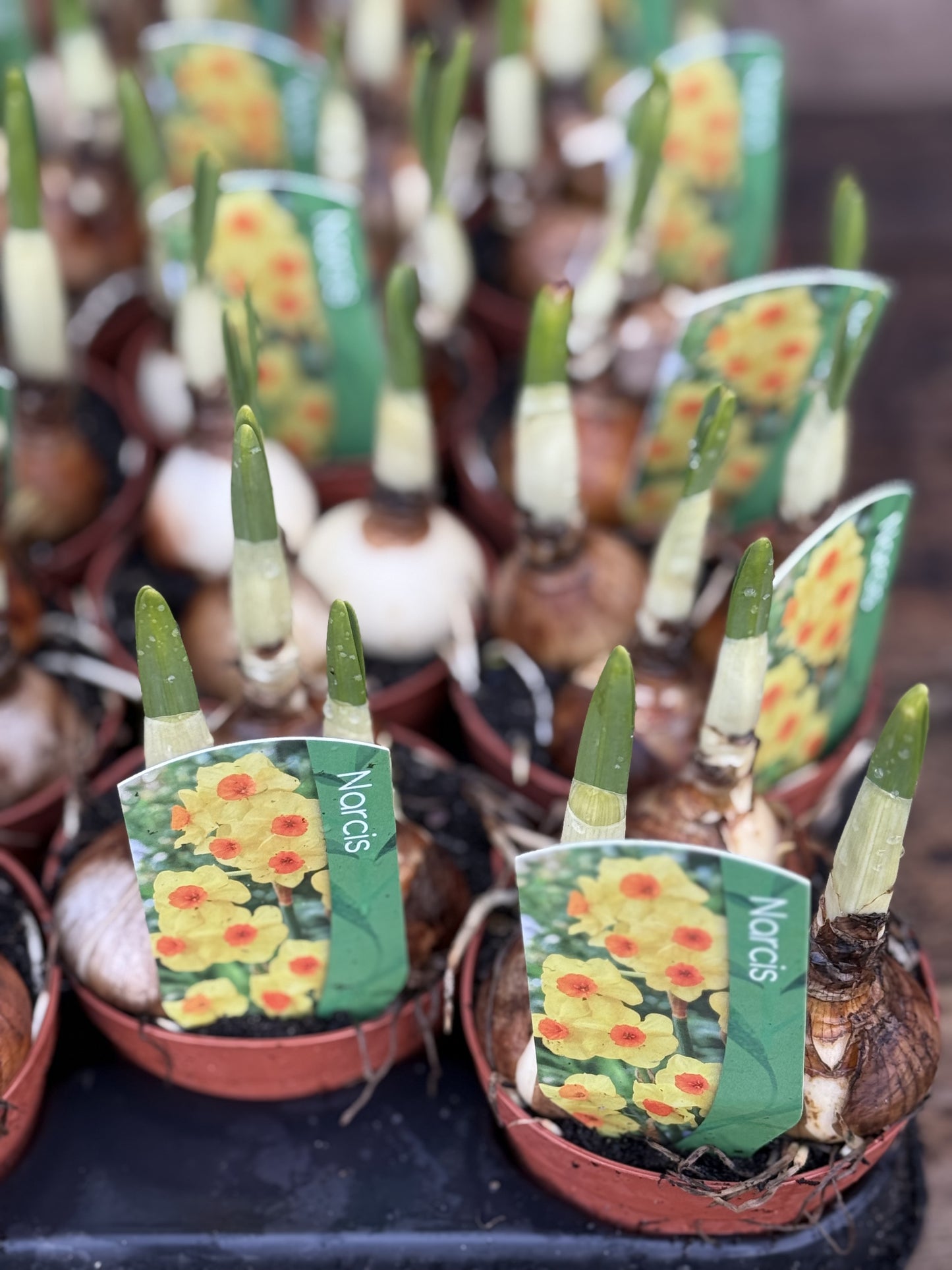 Narcis Daffodil Bulbs