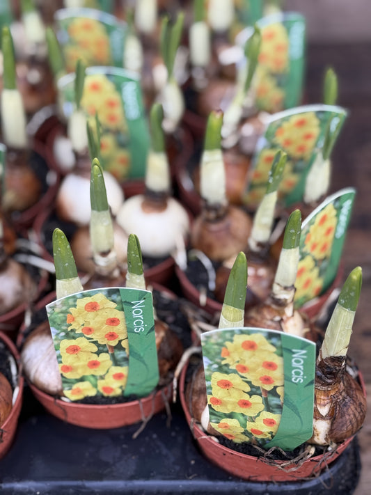 Narcis Daffodil Bulbs