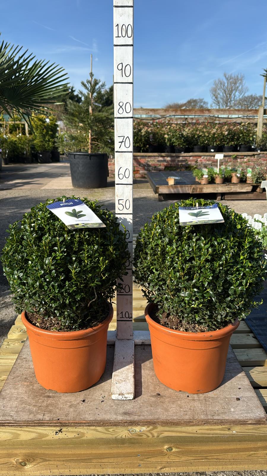 Buxus Cone10L Pot