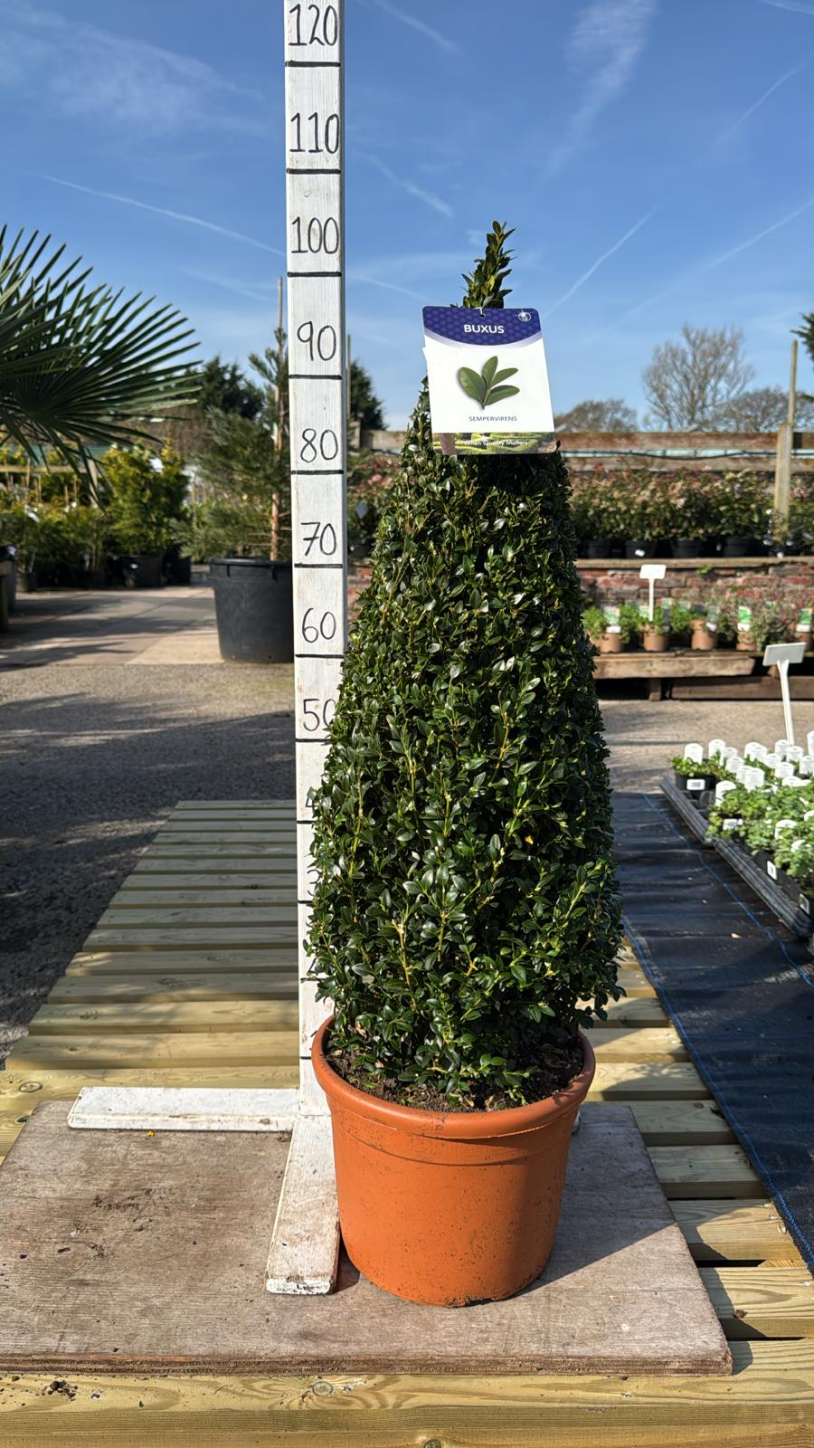 Buxus Cone 10L Pot