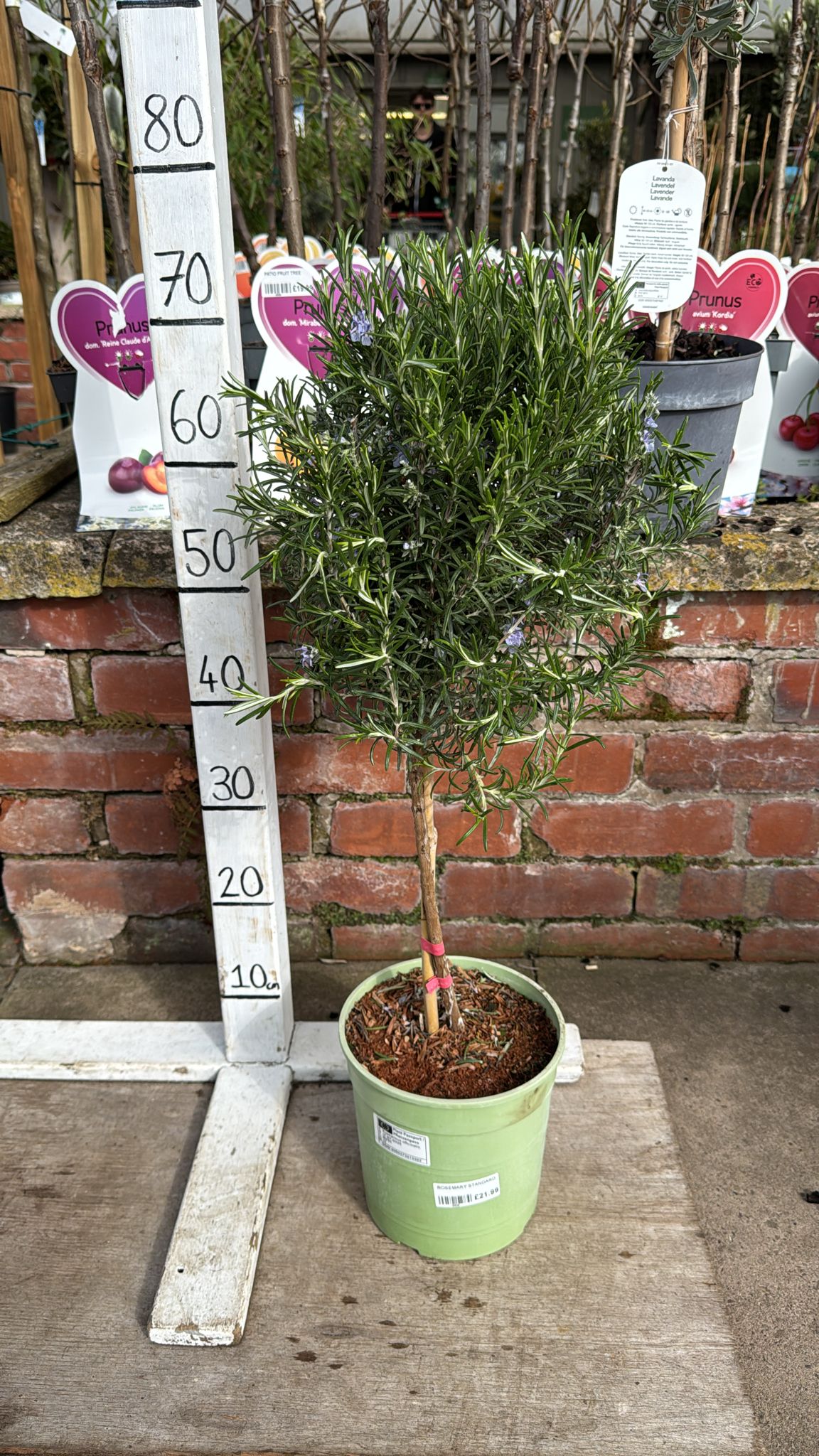 Standard Rosemary