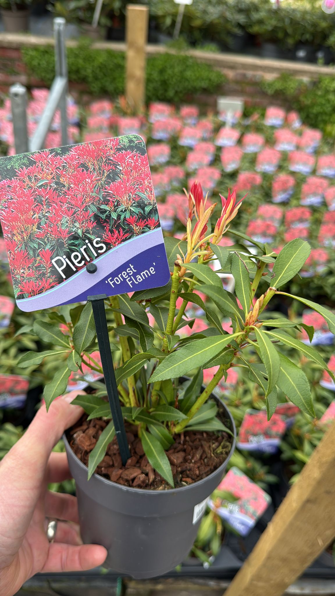 Pieris 'Flaming Silver' 1L Pot