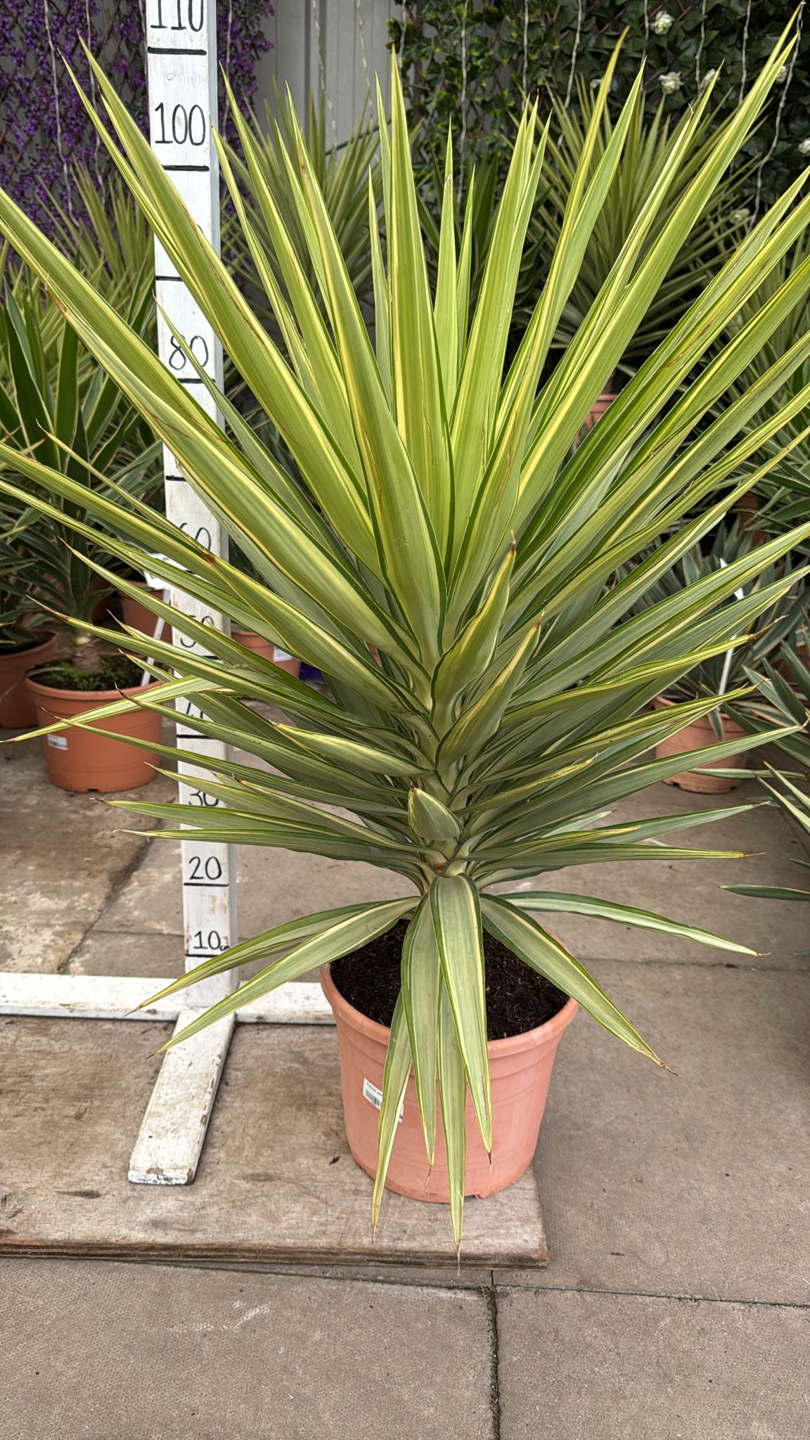 Yucca Jewel