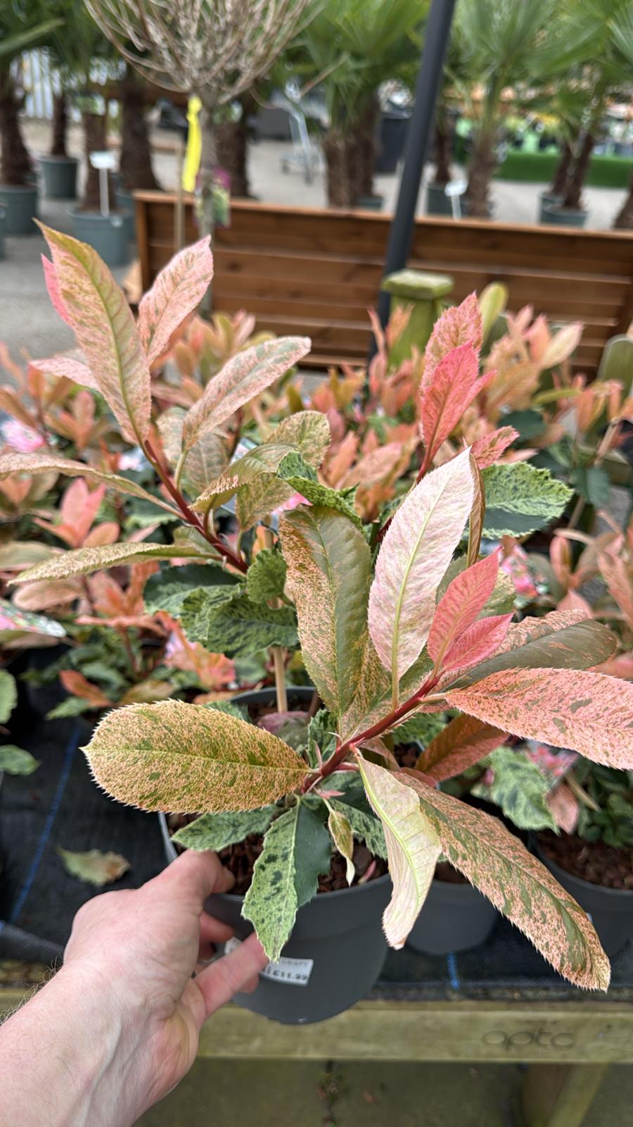 Photinia Pink Crispy