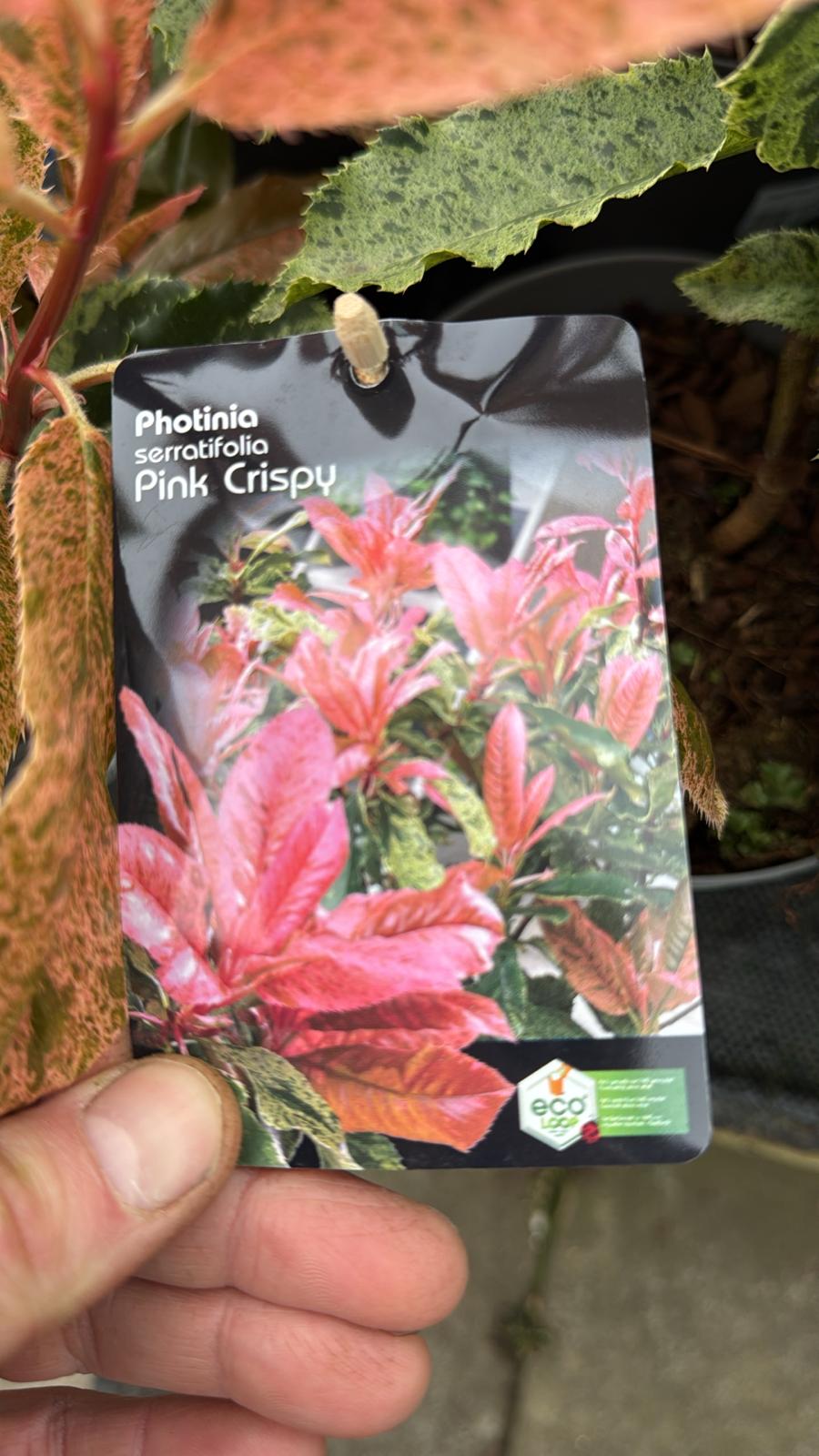 Photinia Pink Crispy