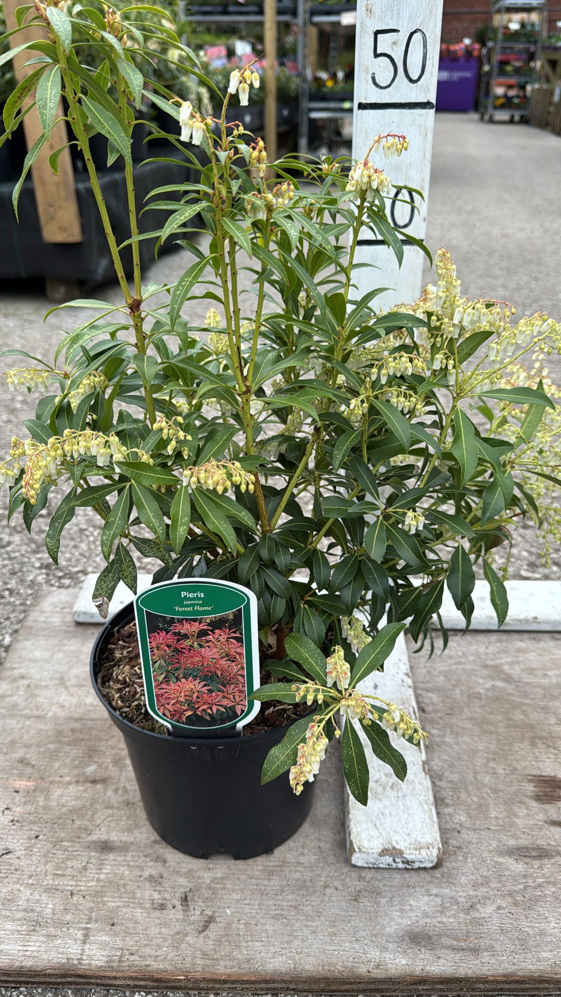 Pieris Forest Flame 3L Pot