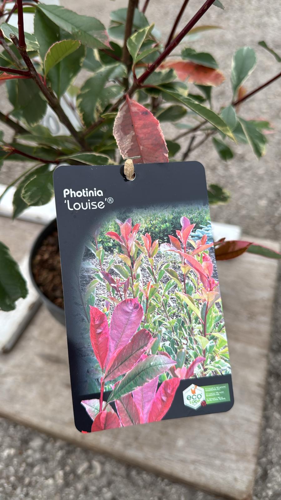 Pieris Forest Flame 3L Pot