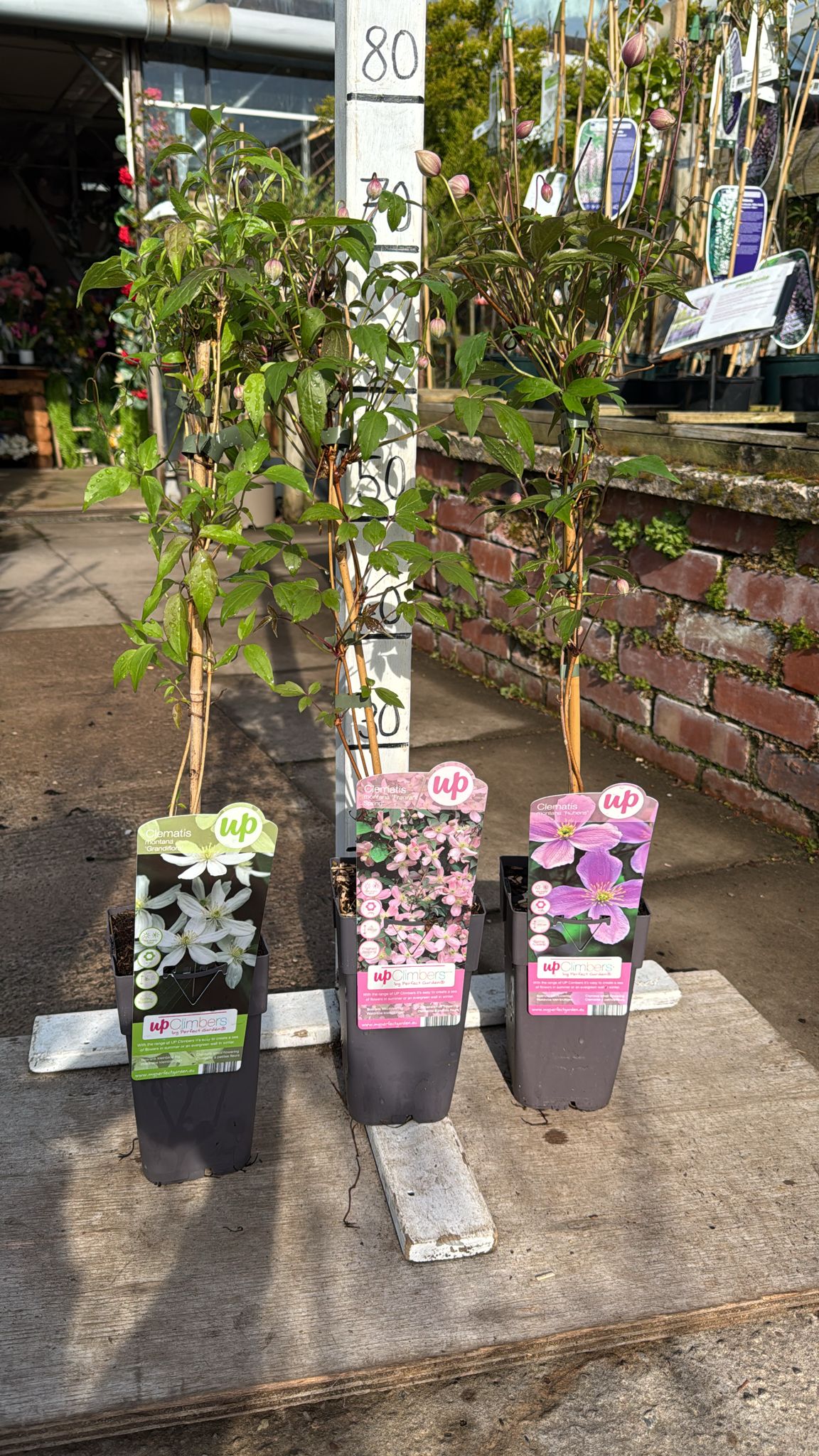 Clematis 2L
