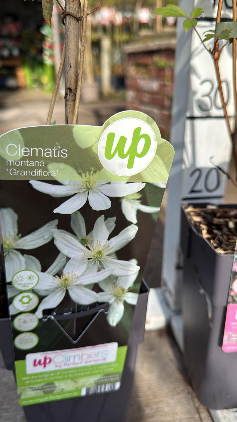 Clematis 2L