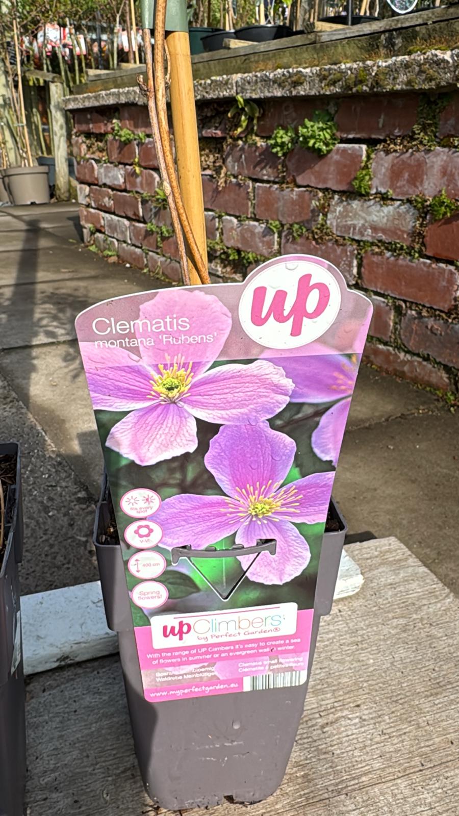 Clematis 2L