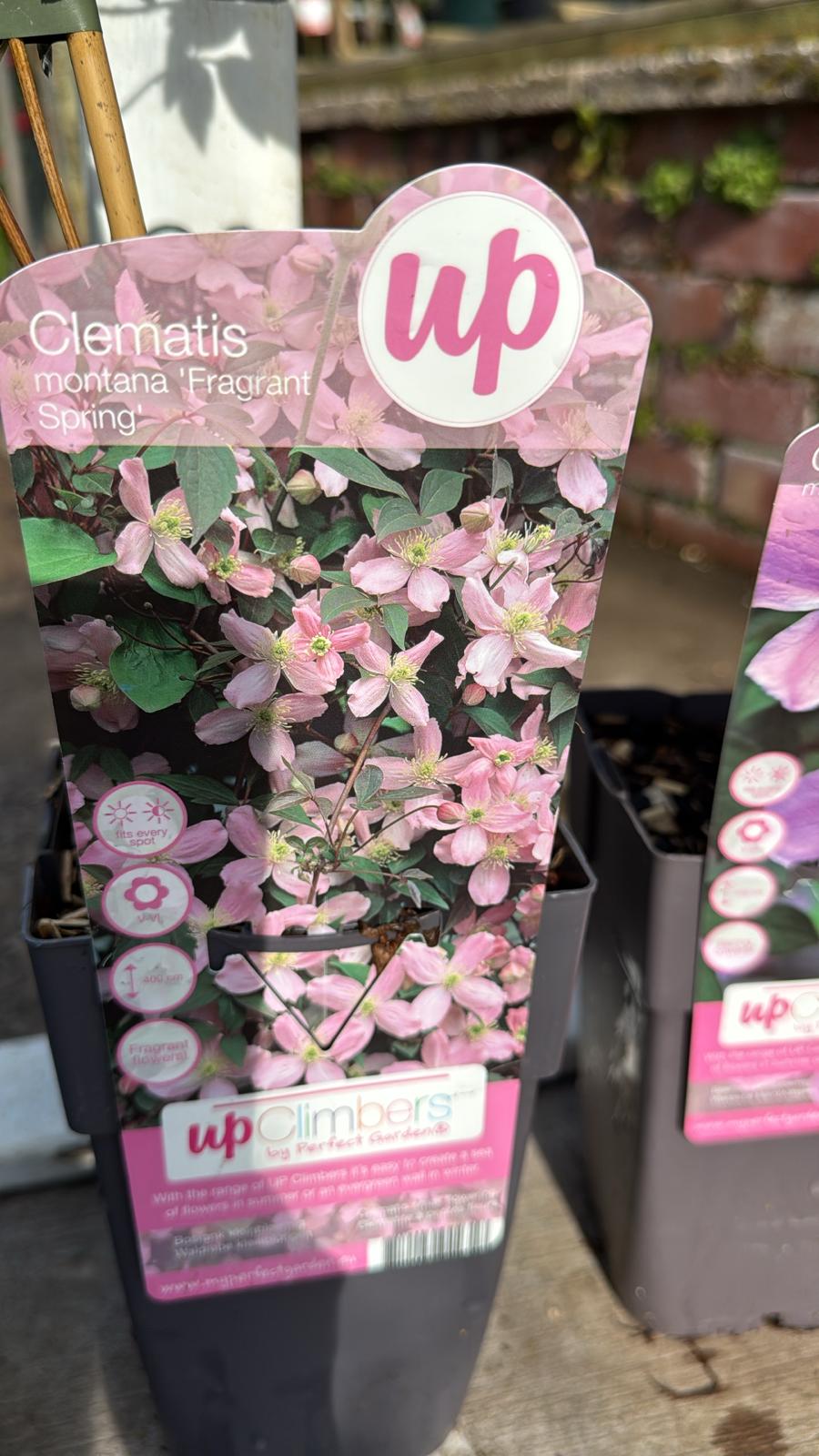 Clematis 2L