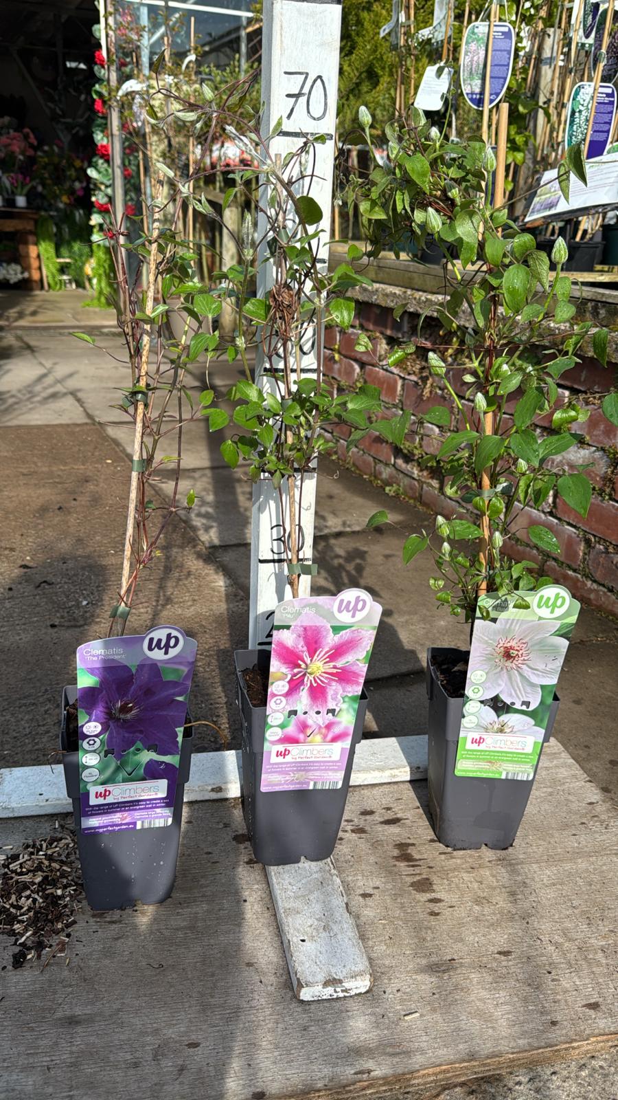 Clematis 2L