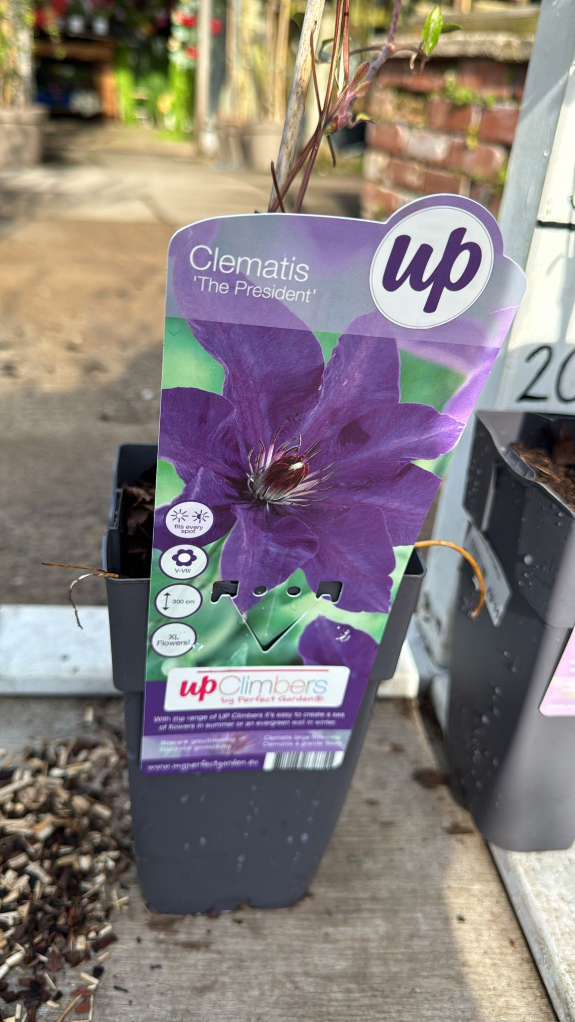 Clematis 2L