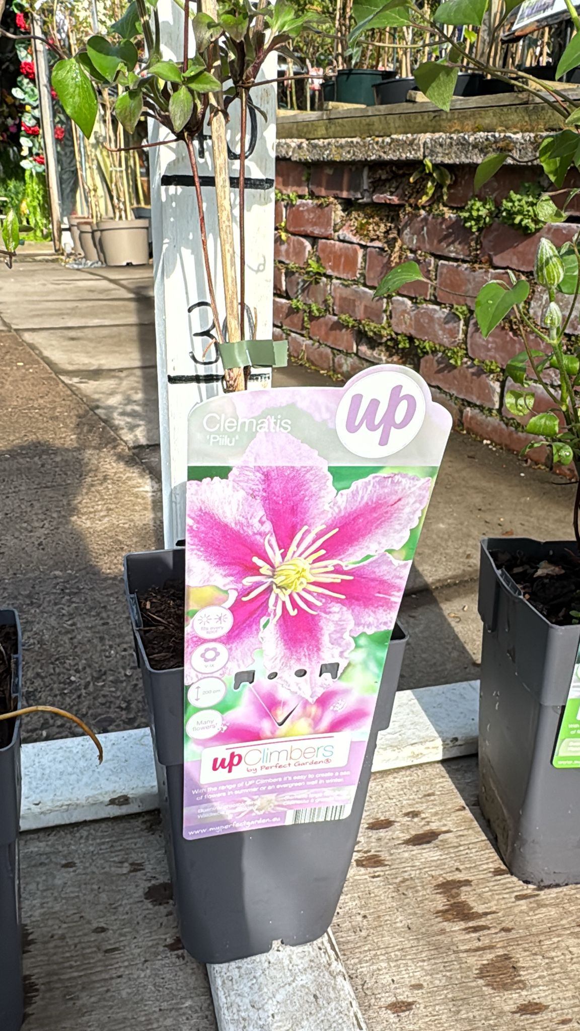 Clematis 2L