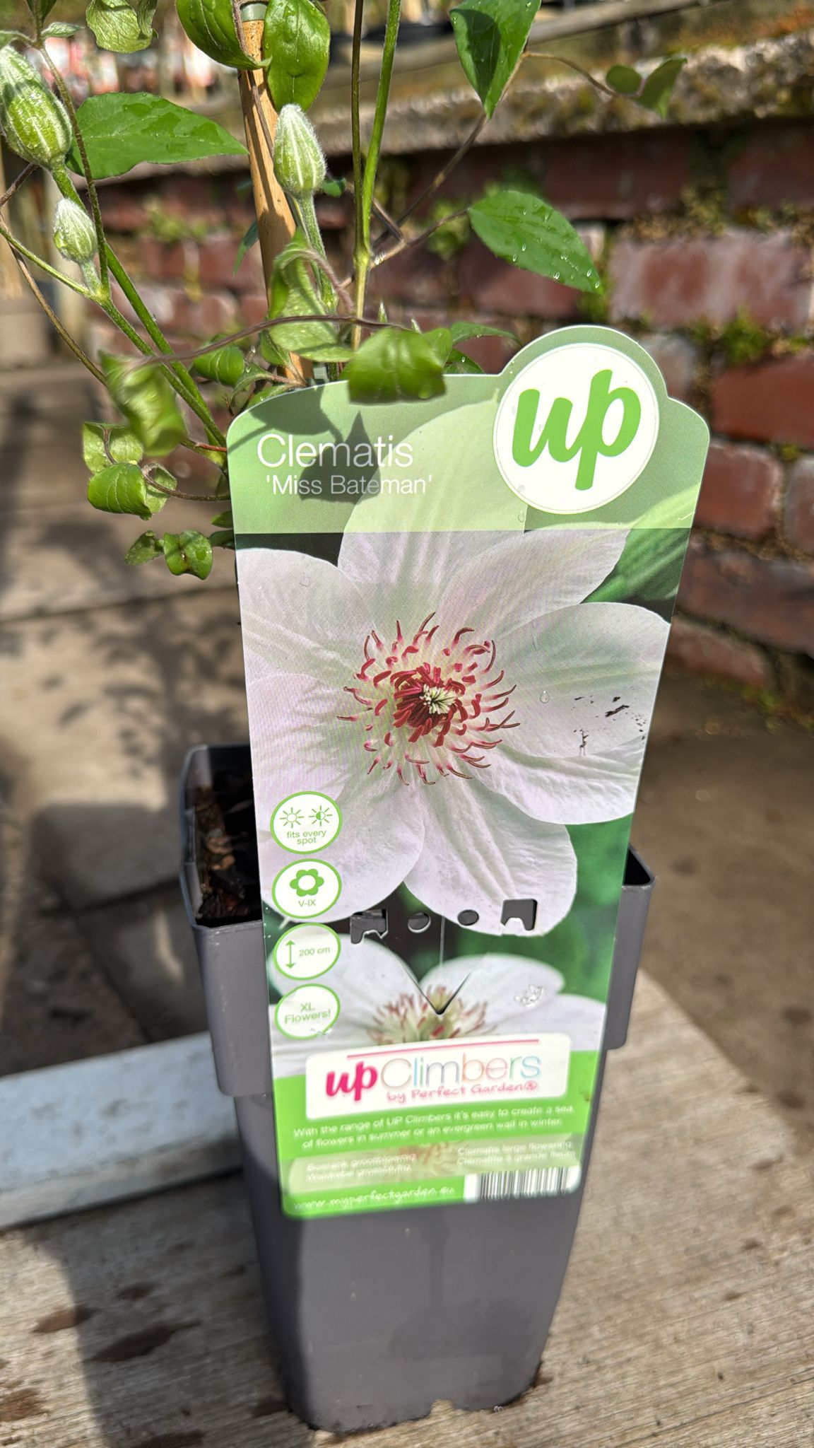 Clematis 2L
