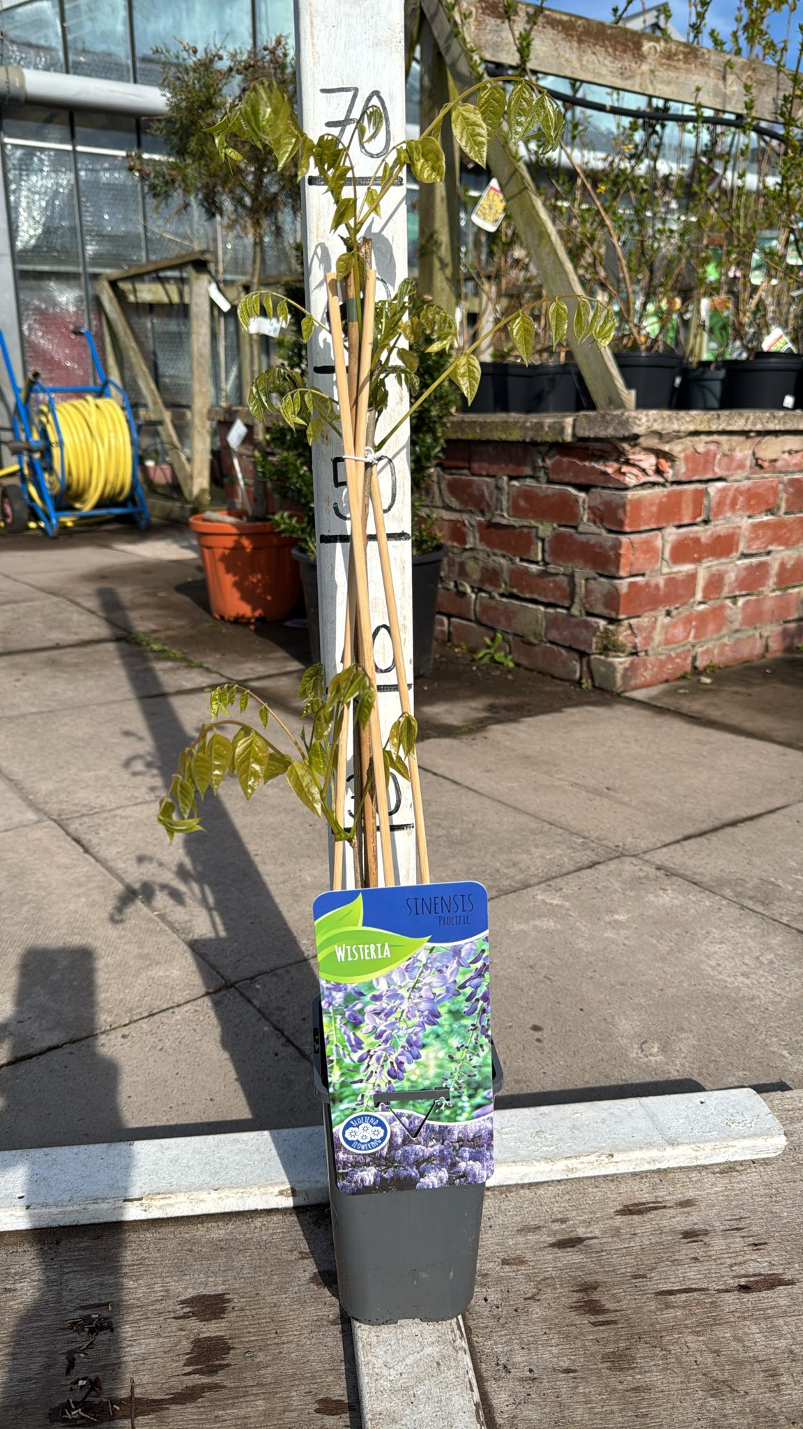 Wisteria Sinensis 'Prolific' 2L