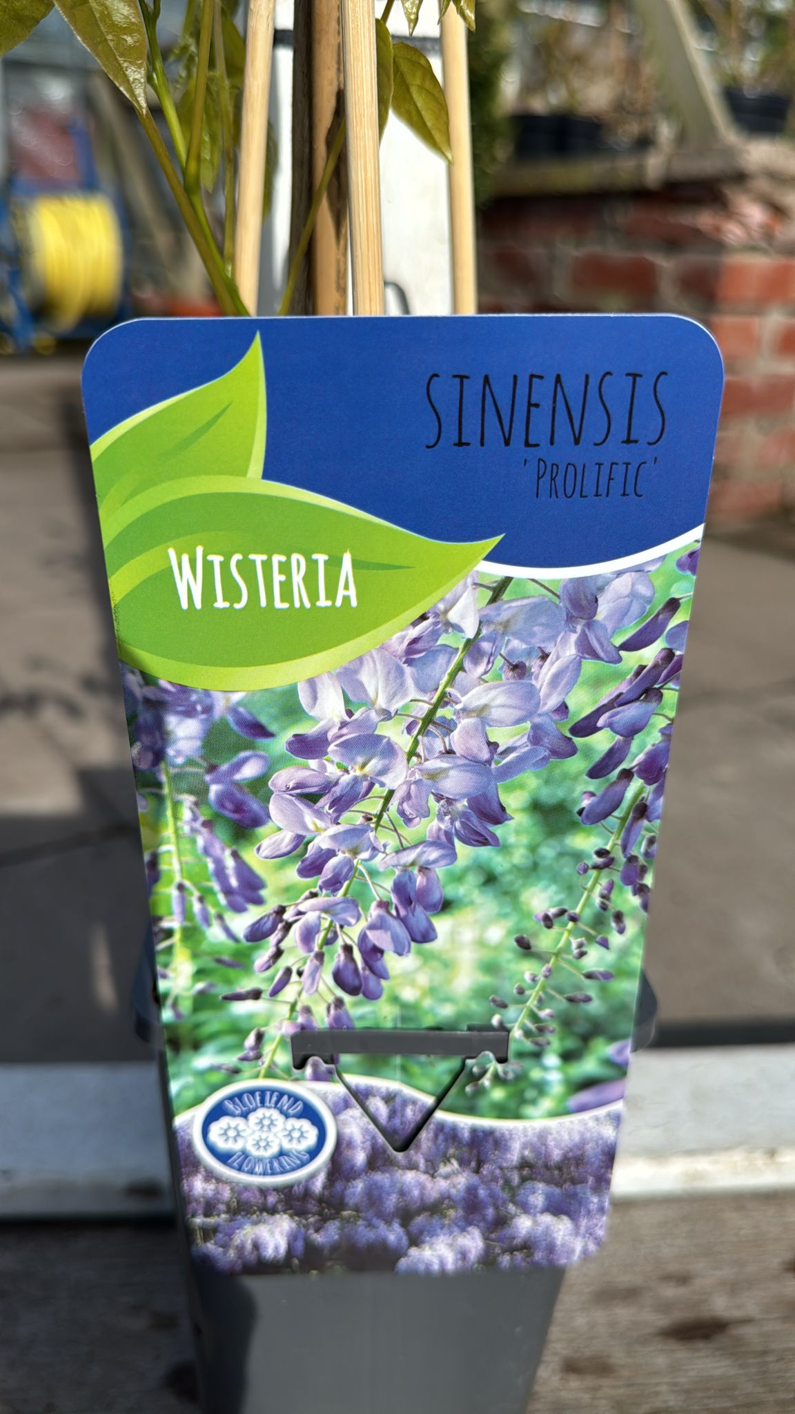 Wisteria Sinensis 'Prolific' 2L