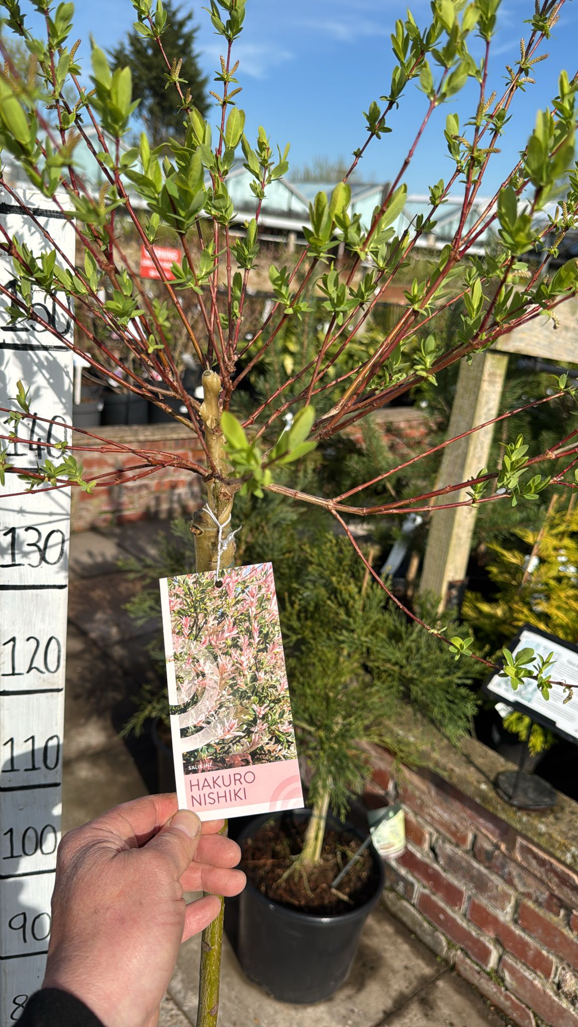 Salix Hakuro Nishiki