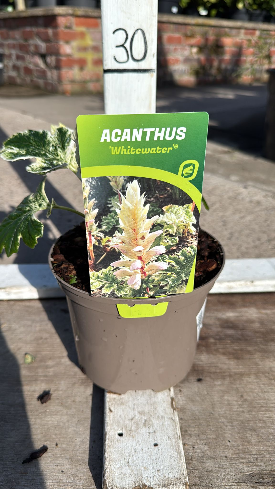 Acanthus 'Whitewater' 2L