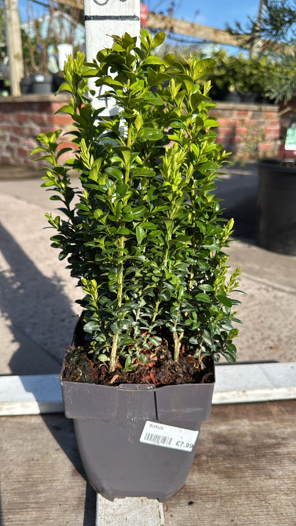 Buxus 2L