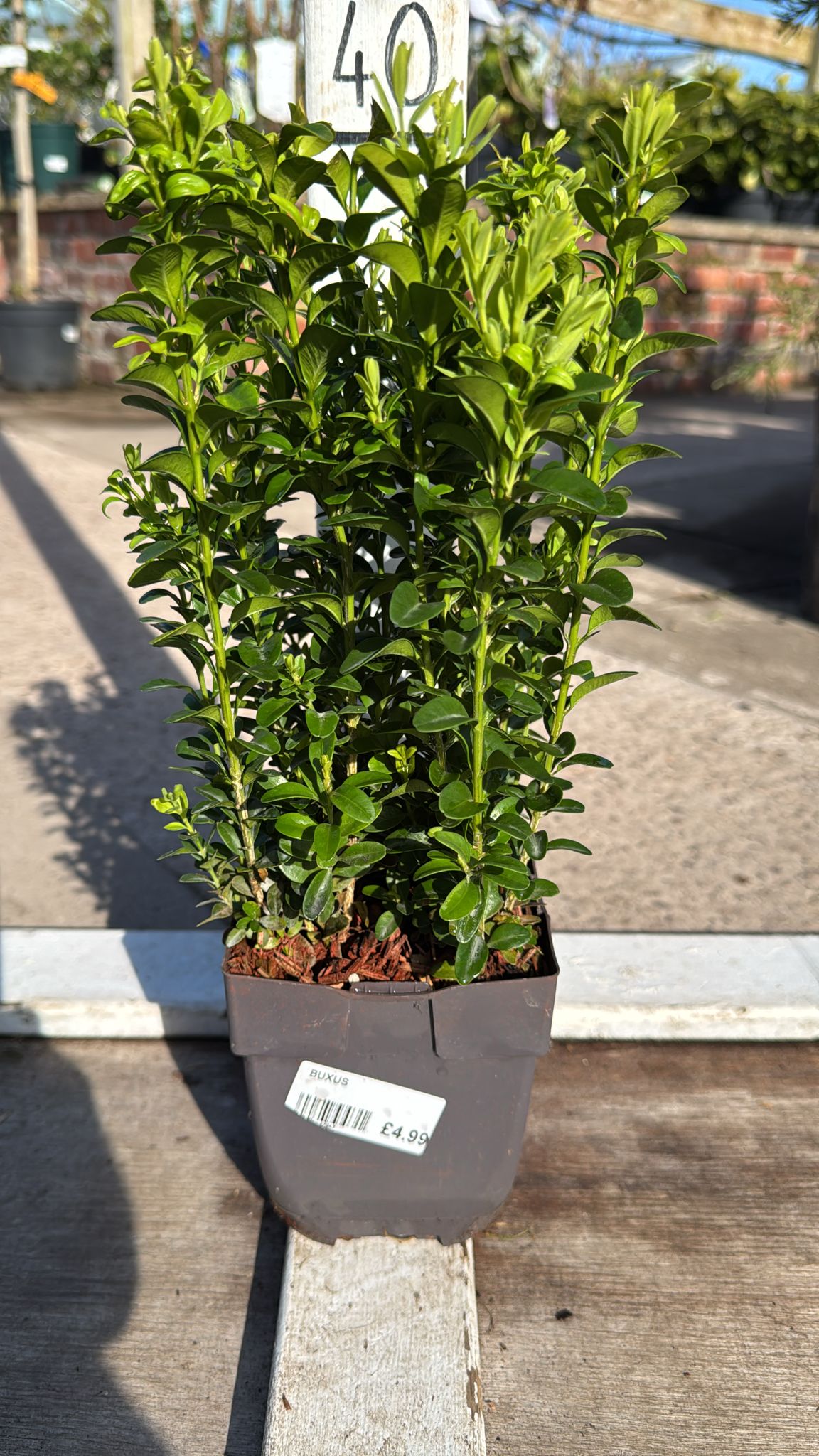 buxus 1L