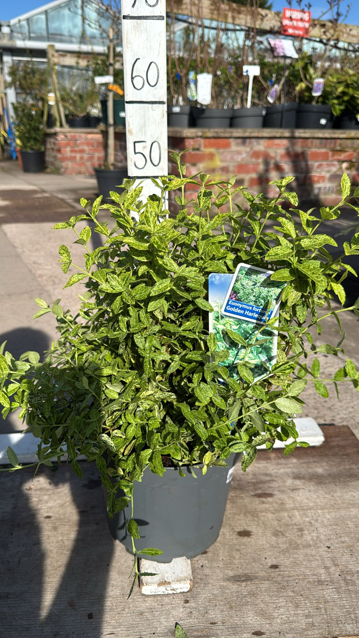 Euonymus Fortunei Golden Harlequin 5L