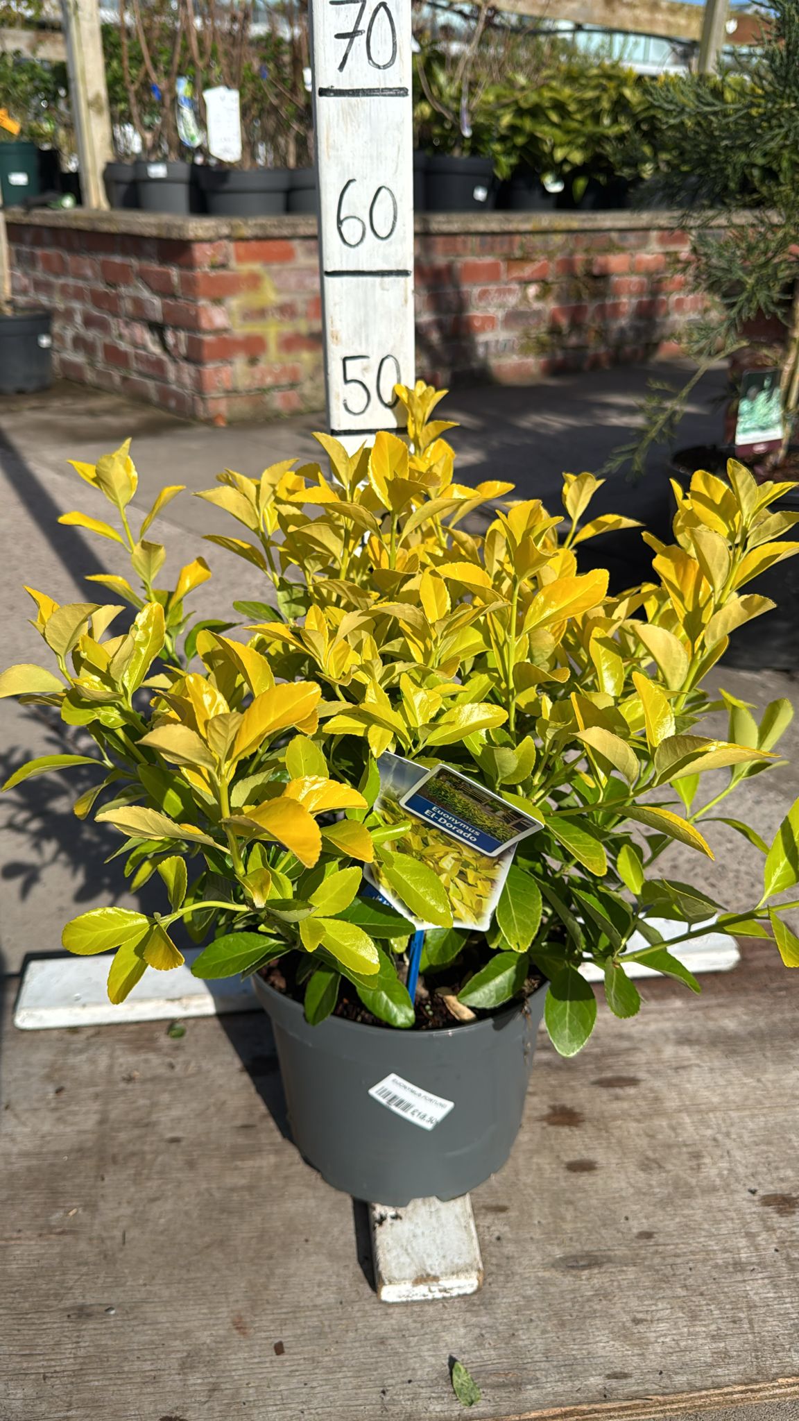 Euonymus El-Dorado 5L