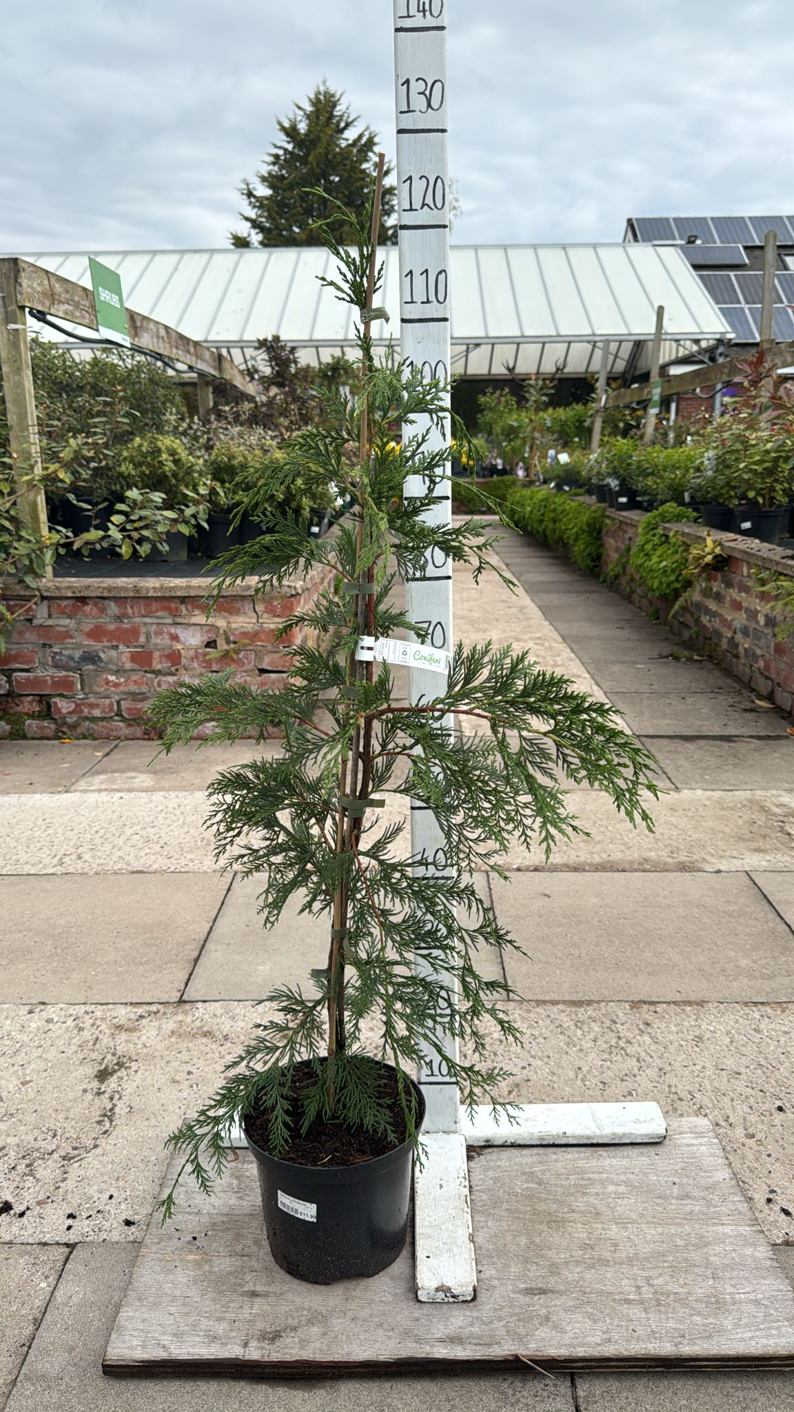 Green Leylandii 5L Pot