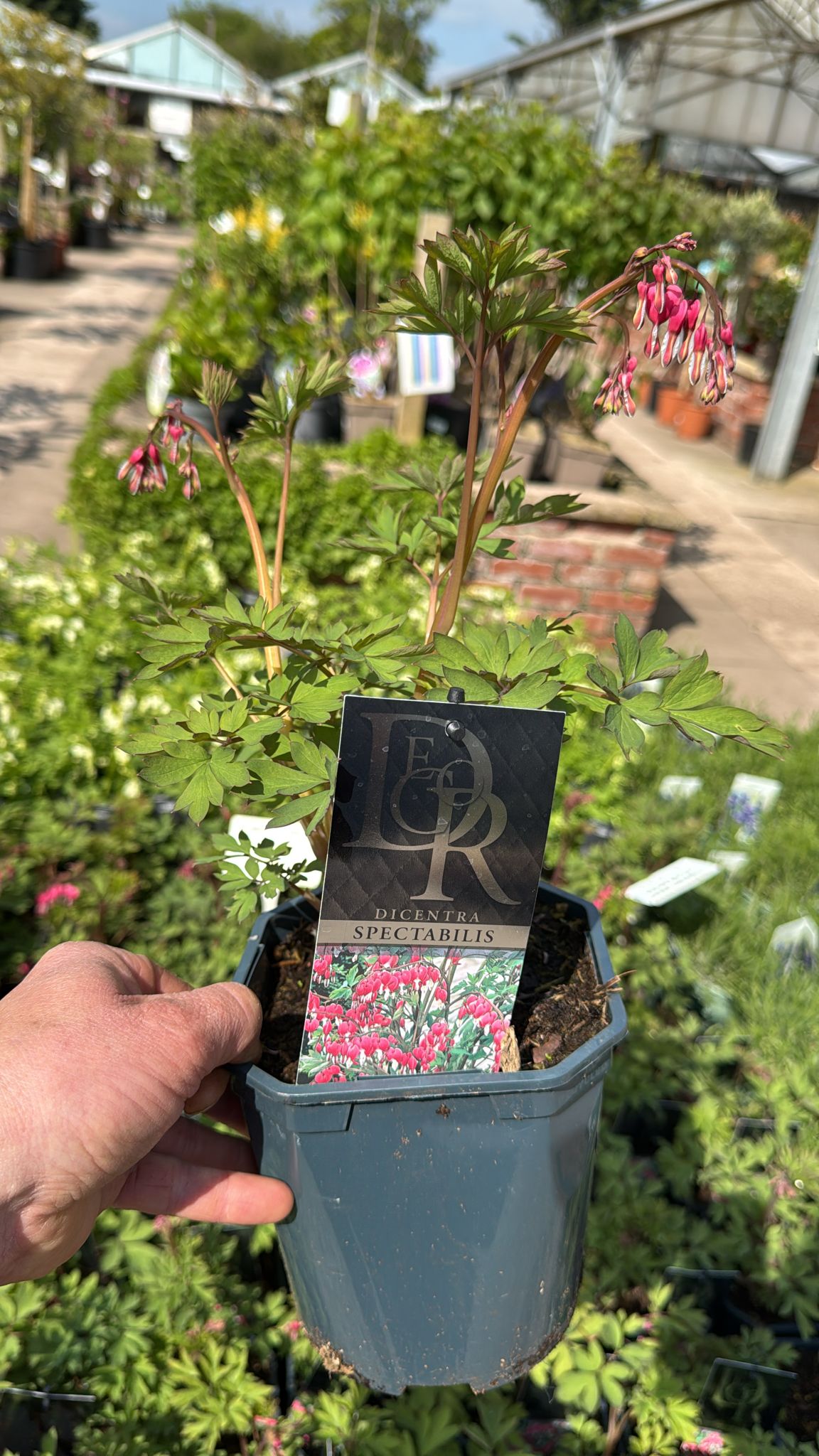 Dicentra Bleeding Heart 2L Pot