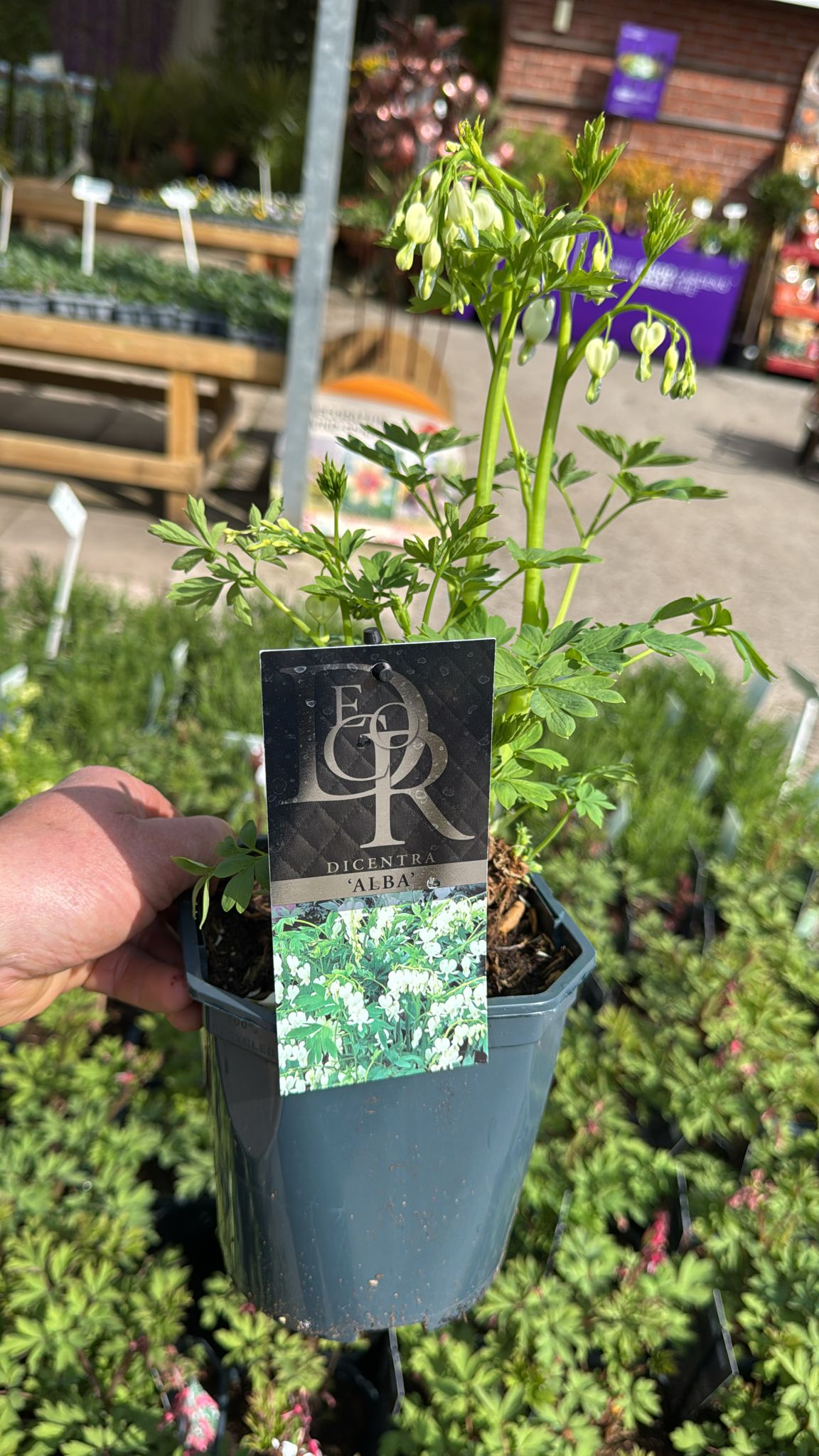 Dicentra Bleeding Heart White 2L Pot