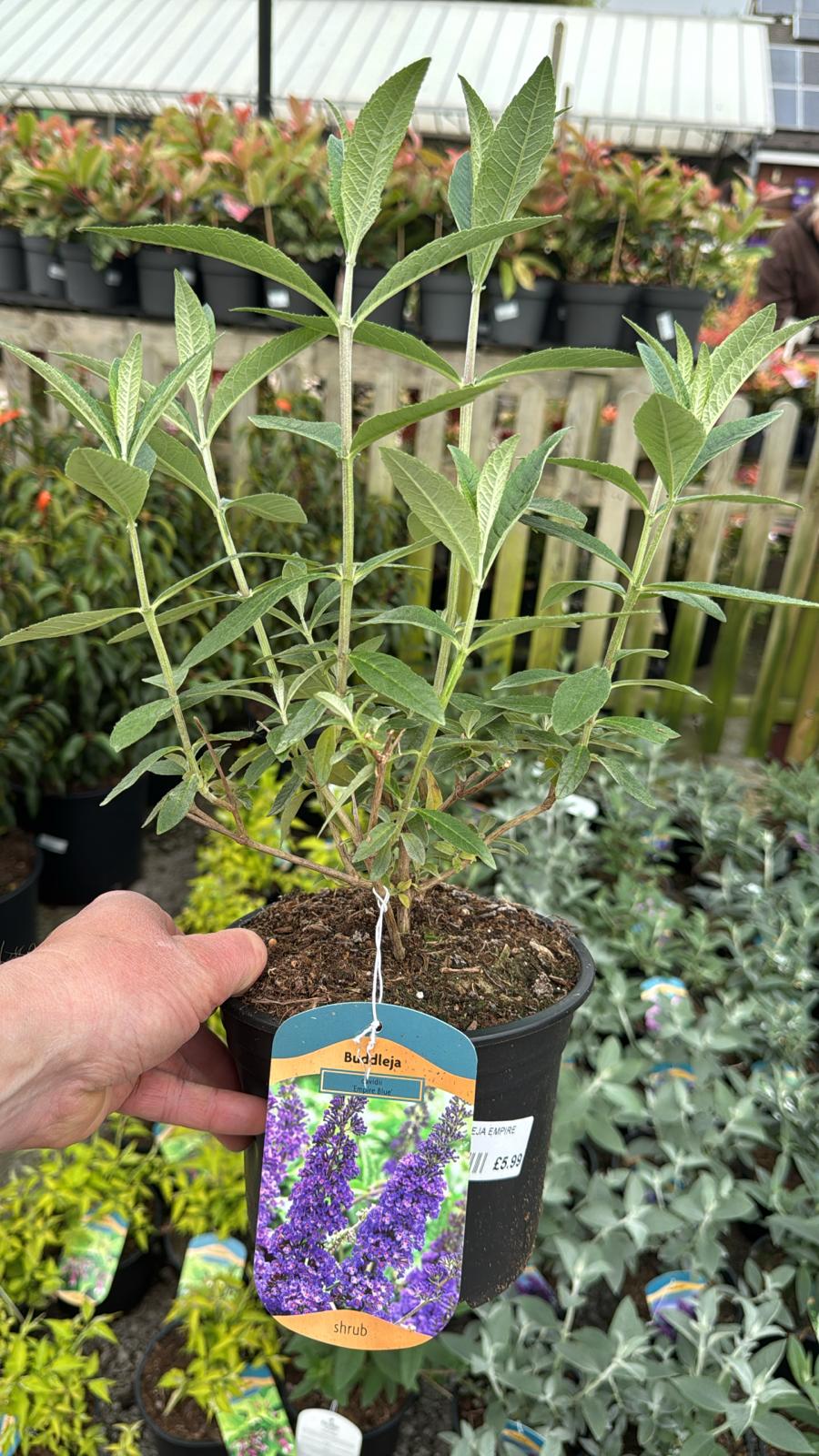 Buddleja Empire Blue 2L