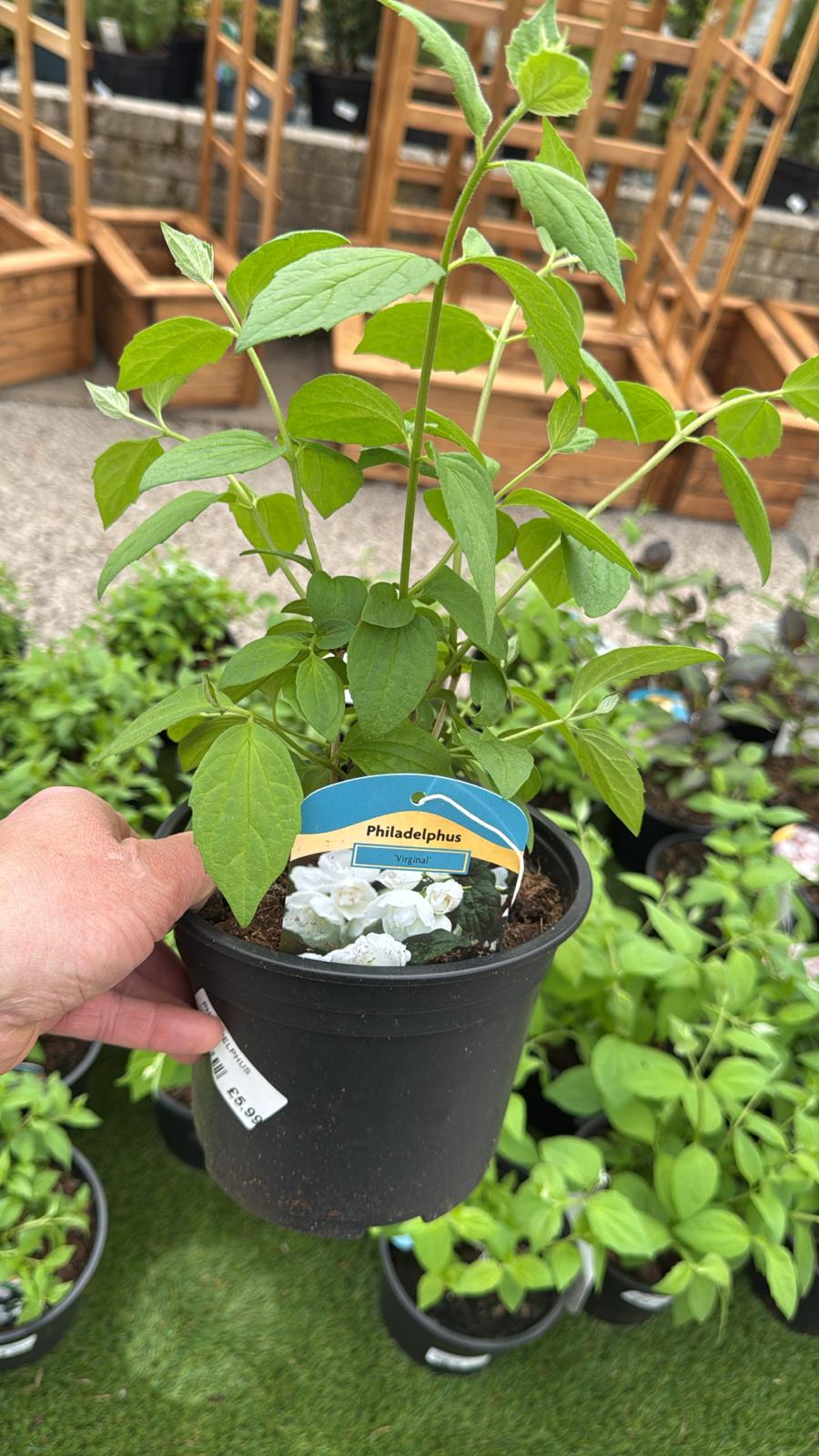 Philadelphus Virginal 2L