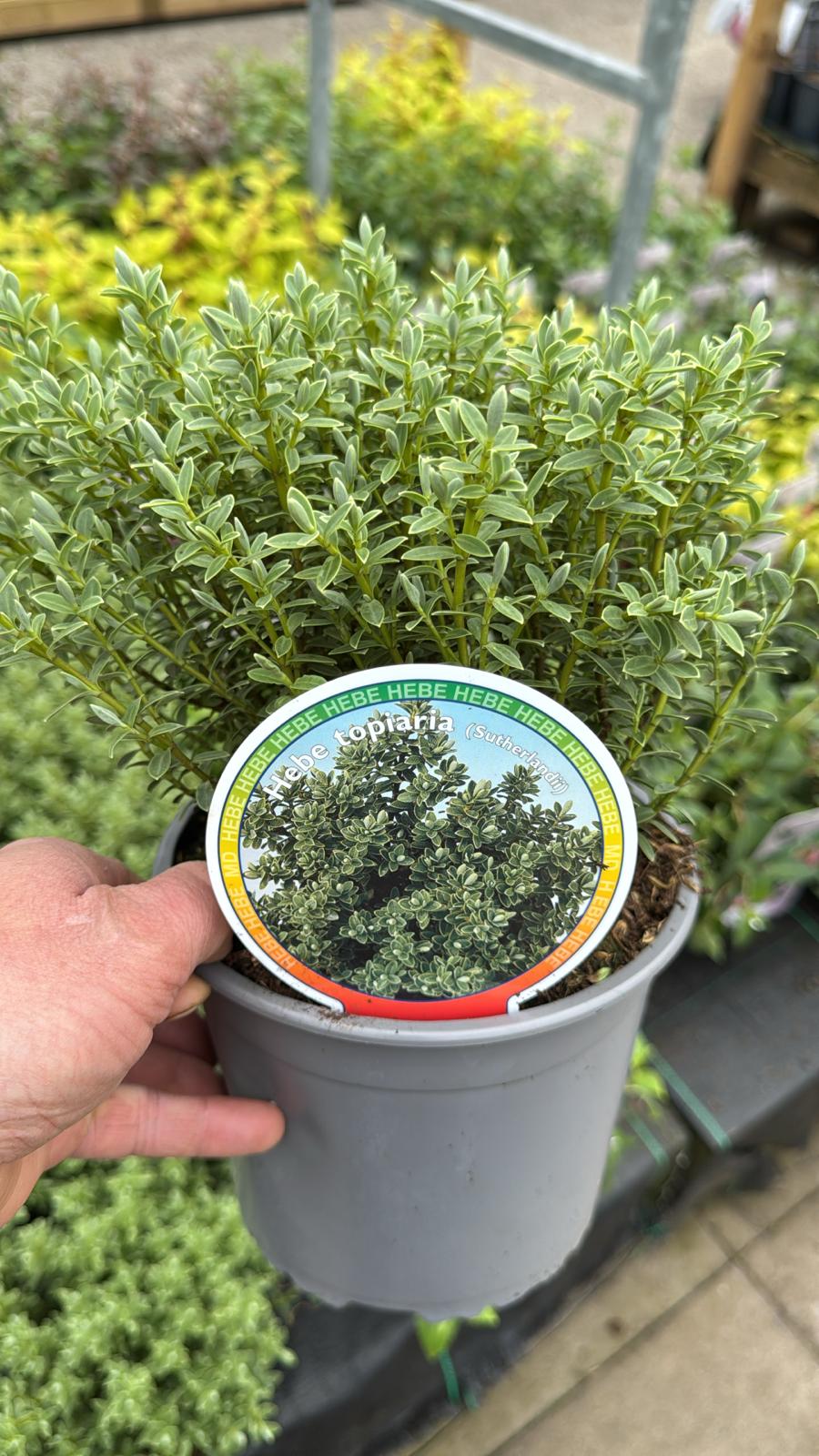 Hebe Sutherlandii 2L