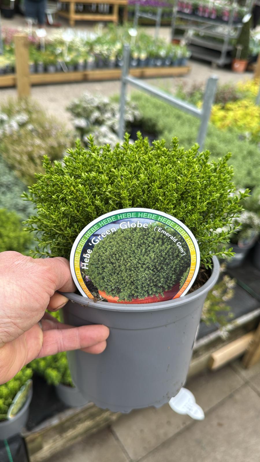 Hebe Green Globe