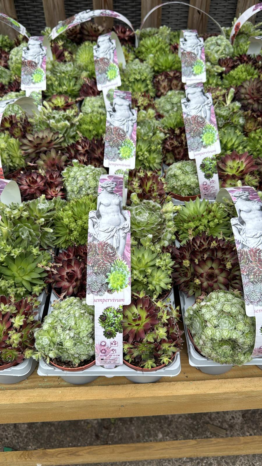 6 Pack Sempervivum