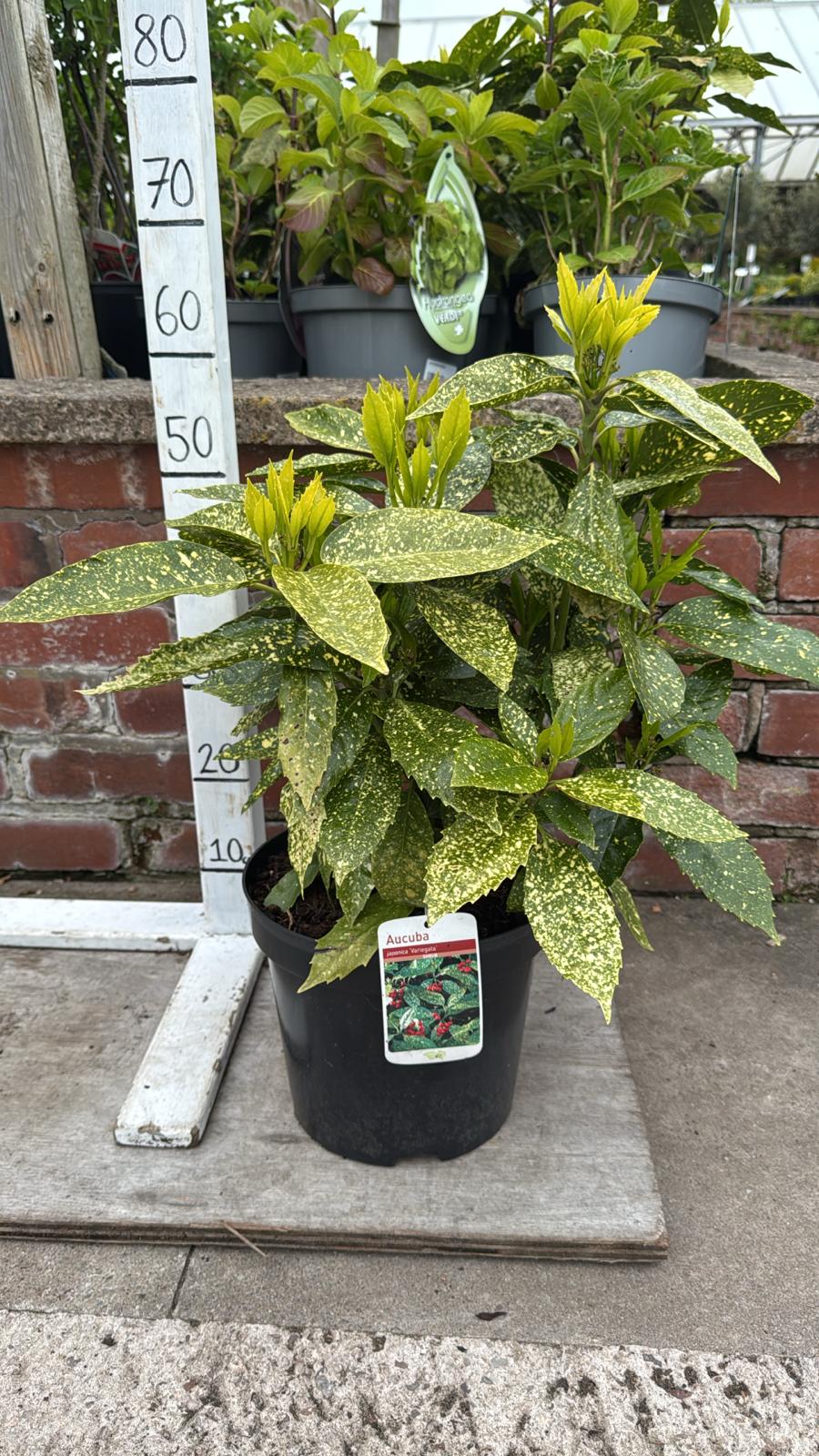 Aucuba Japonica 'Variegata' 5L