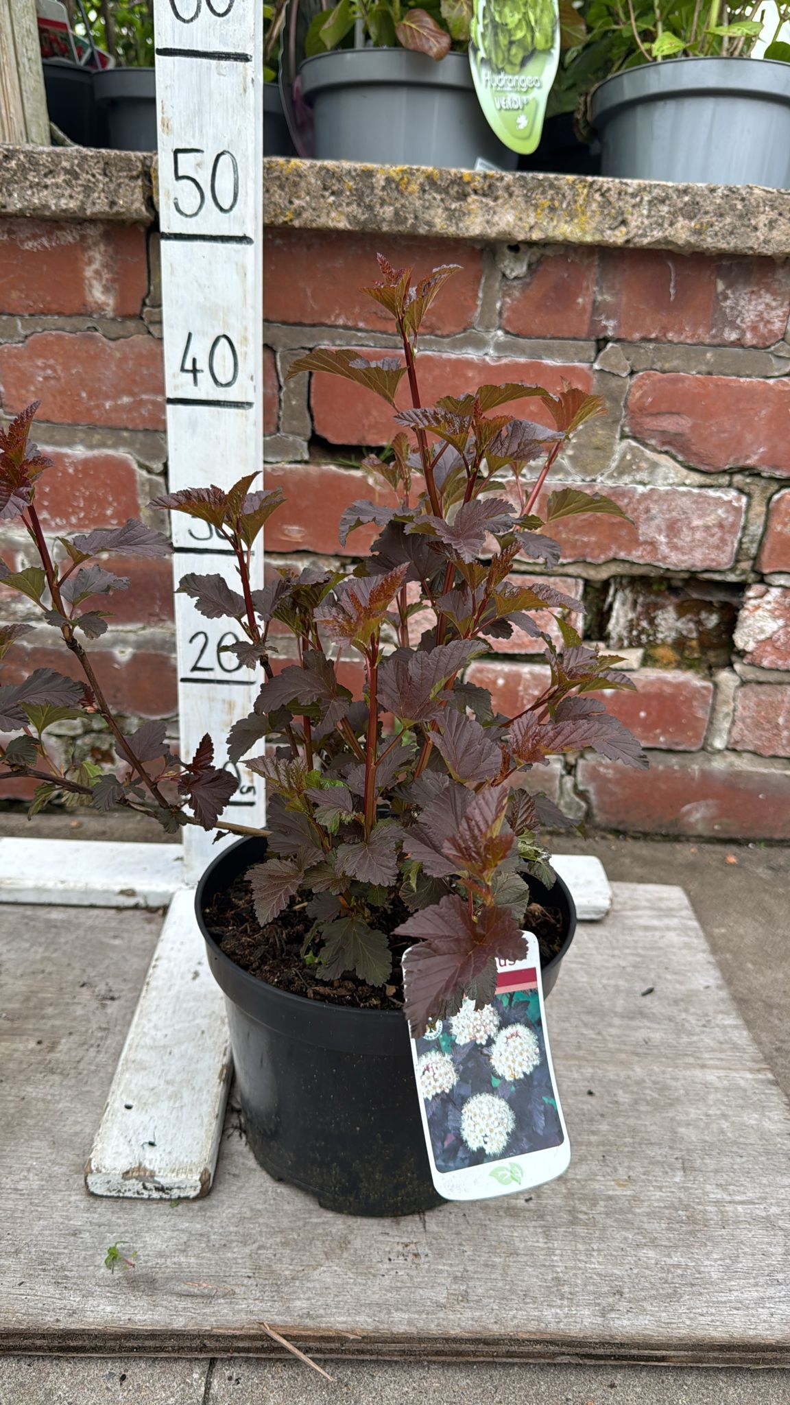 Physocarpus Opulifolius 'Diabolo' 5L