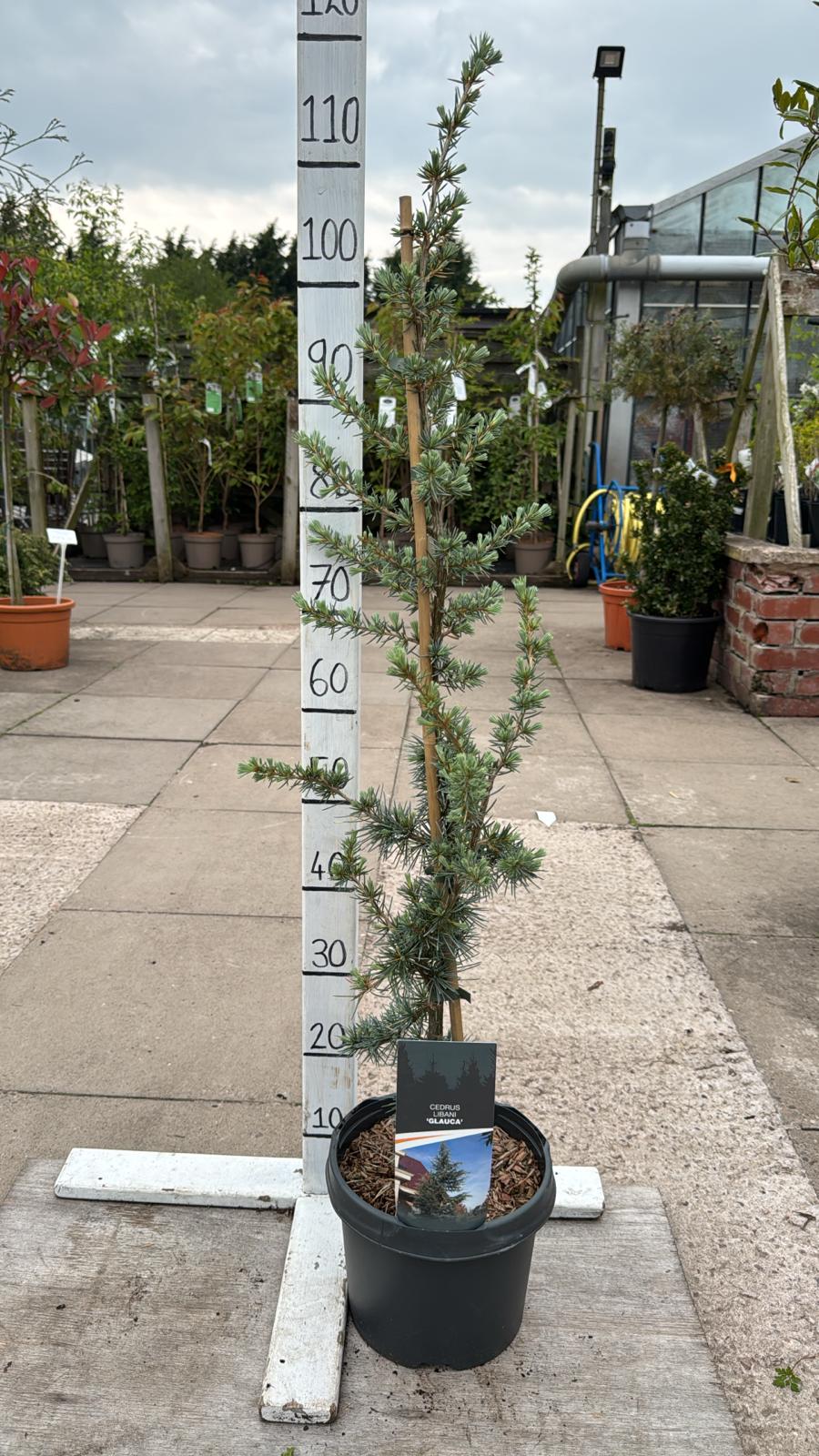 Cedrus Glauca 5L Conifer