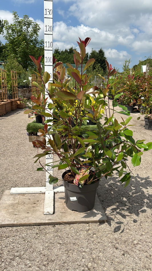 Photinia Red Robin 18l